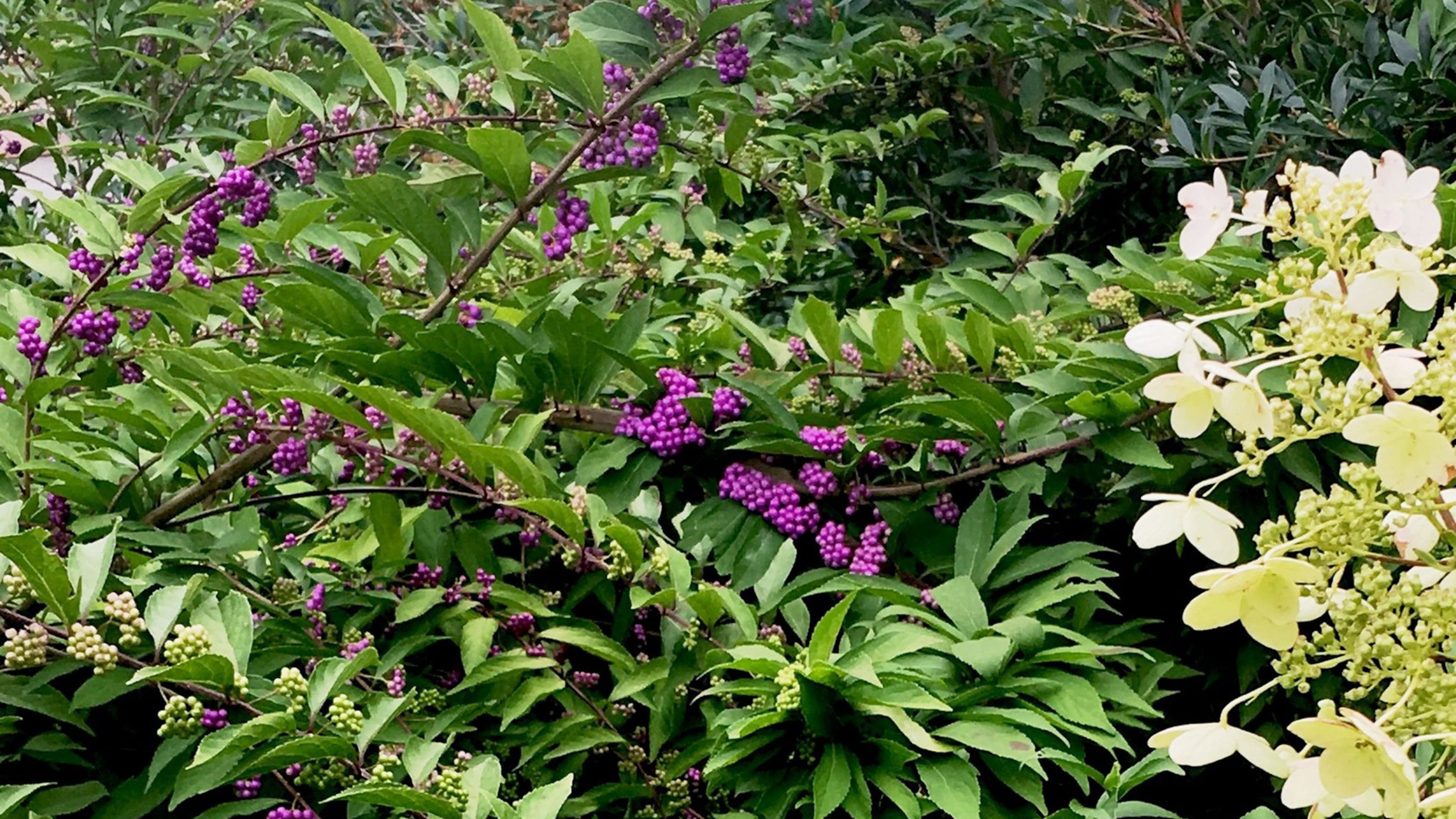 This Issai beautyberry native to Japan, Korea and China is growing at the Coastal Georgia Botanical Gardens with Chantilly Lace hydrangeas. (Norman Winter)