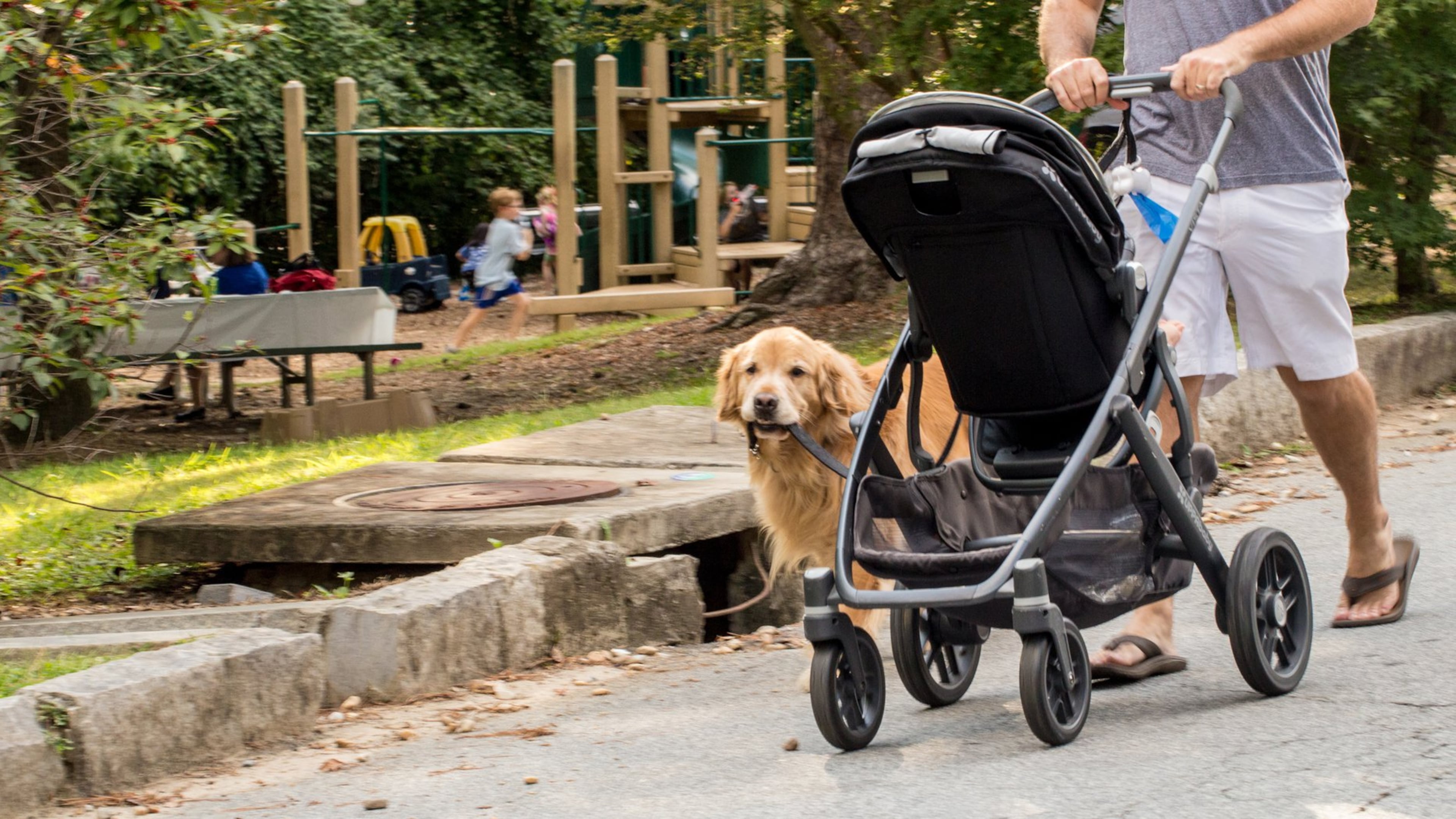 Fletcher carries his leash as he heads home past Orme Park in Virginia-Highland. (Jenni Girtman / Atlanta Event Photography)