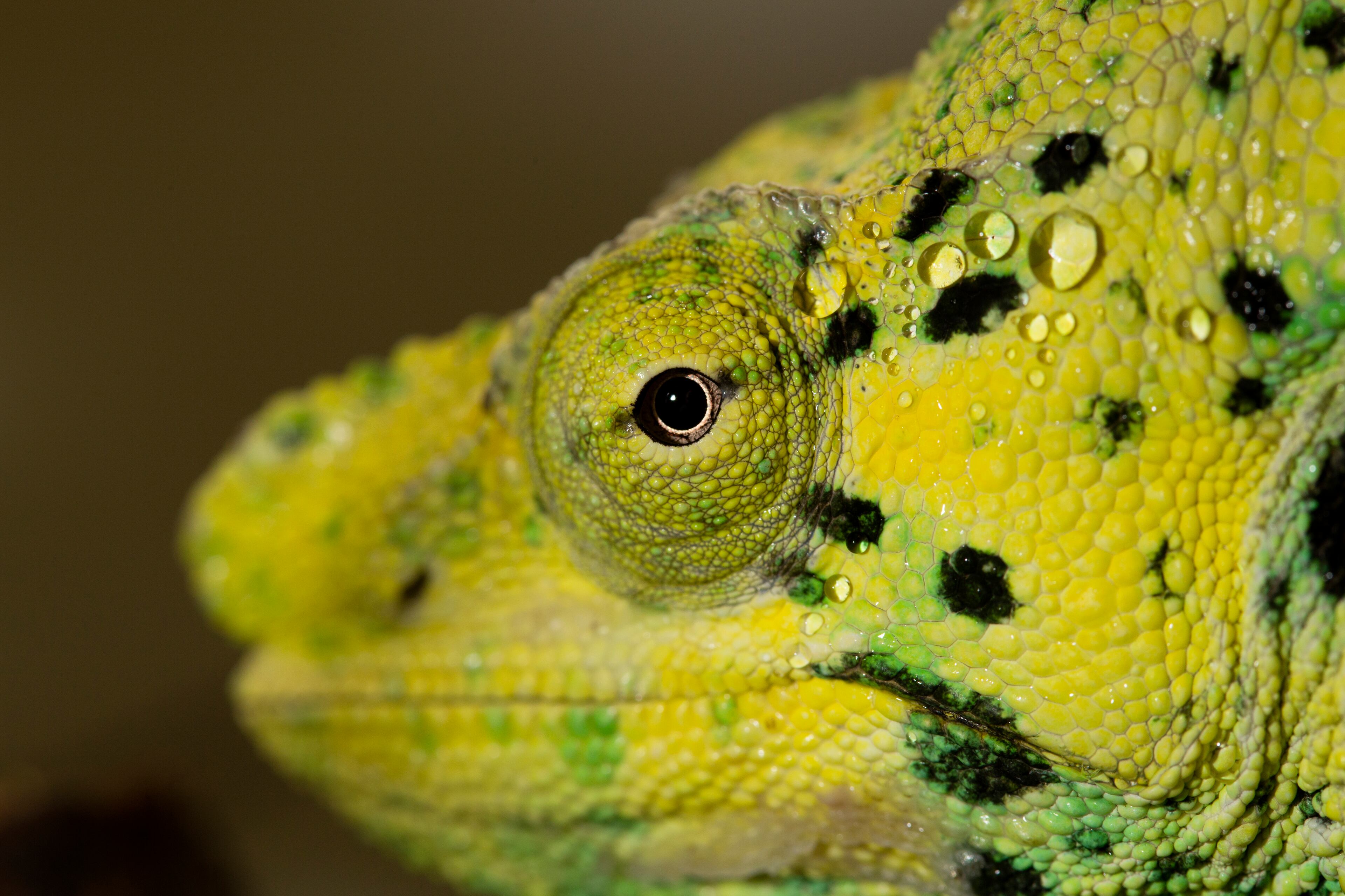 The Spectaculars are armed with extraordinary adaptations. No one else in the world can do the things they can do, act the way they act, look the way they look. Meet Cody, the chameleon. His superpower: Changing colors.