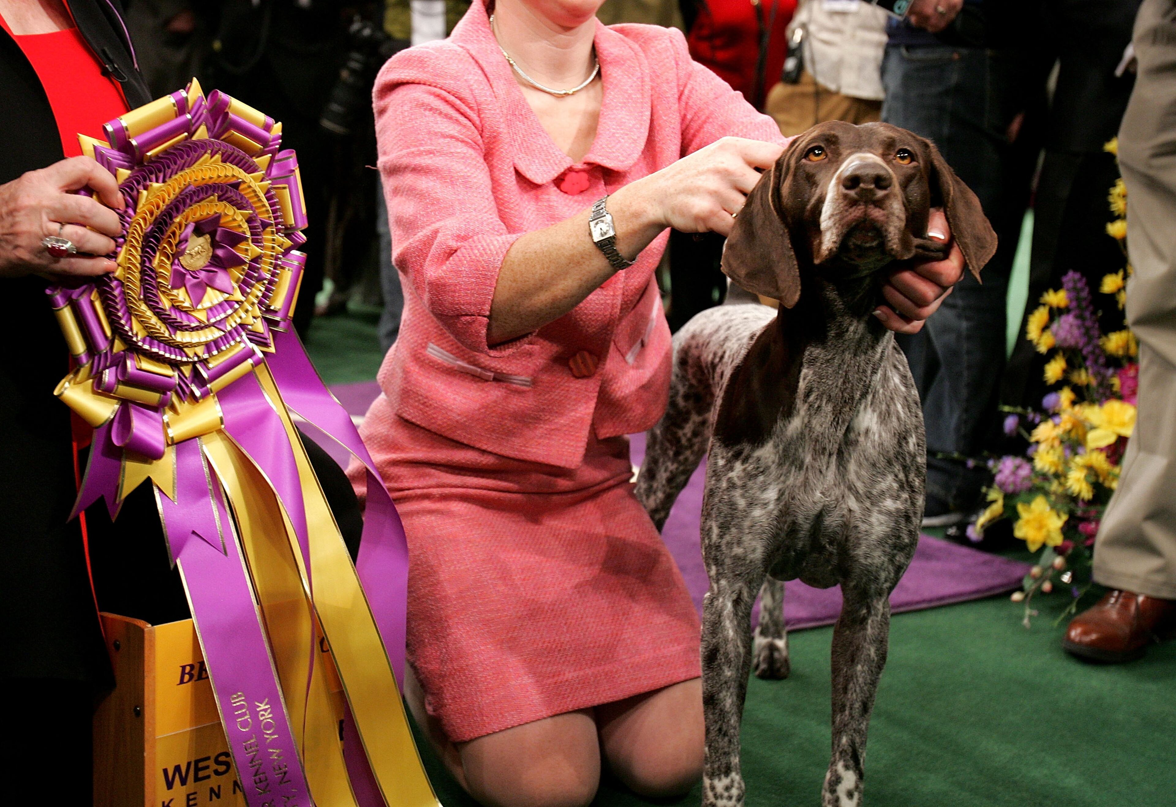 NEW YORK - FEBRUARY 15: Carlee, a German Shorthaired Pointer, is posed for photographers after winning the Westminster Kennel Club Dog Show's Best In Show award at Madison Square Garden February 15, 2005 in New York City. (Photo by Mario Tama/Getty Images)