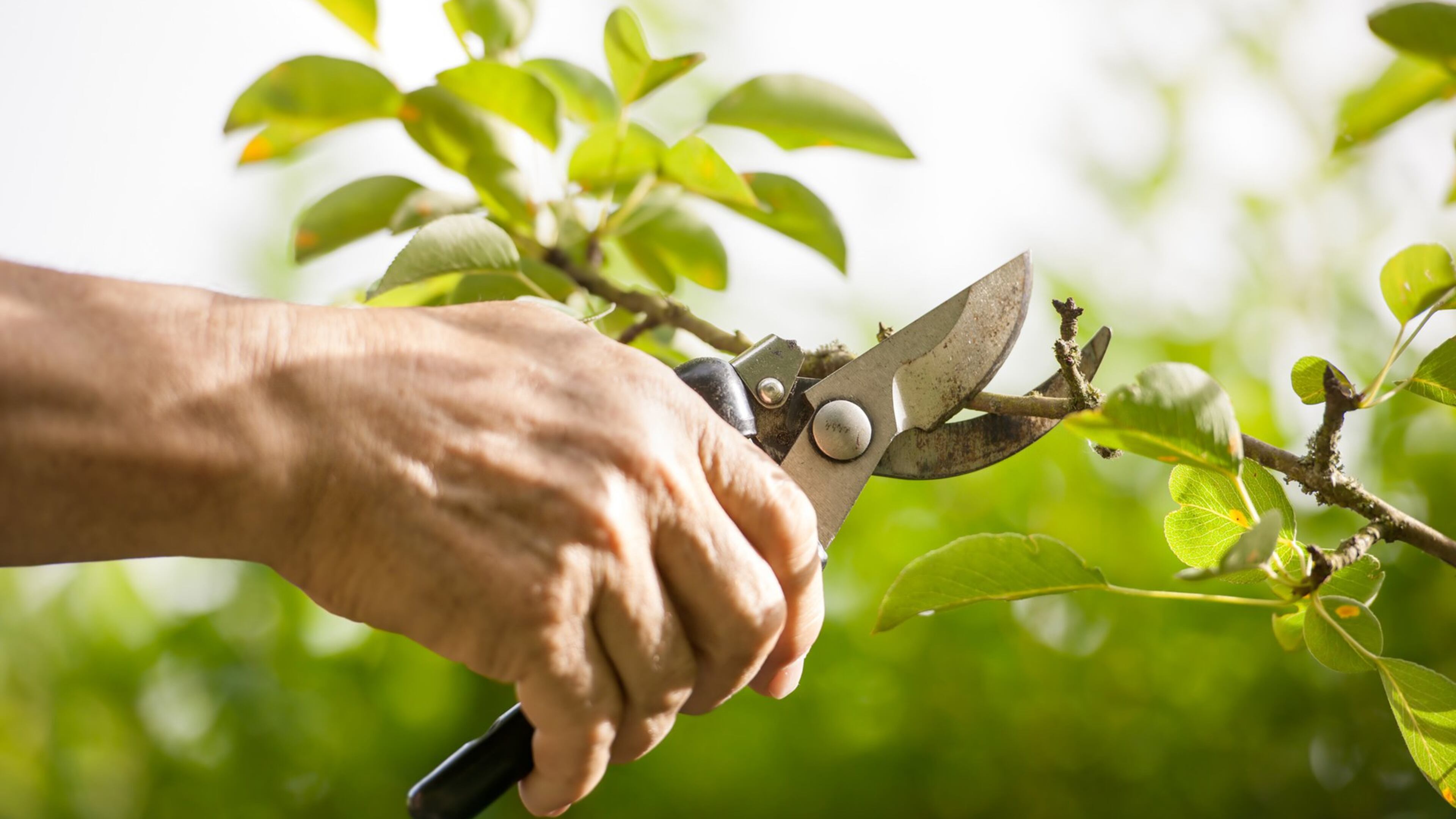 If you live in an especially wooded area, this may be a good time to trim trees. (Dreamstime)
