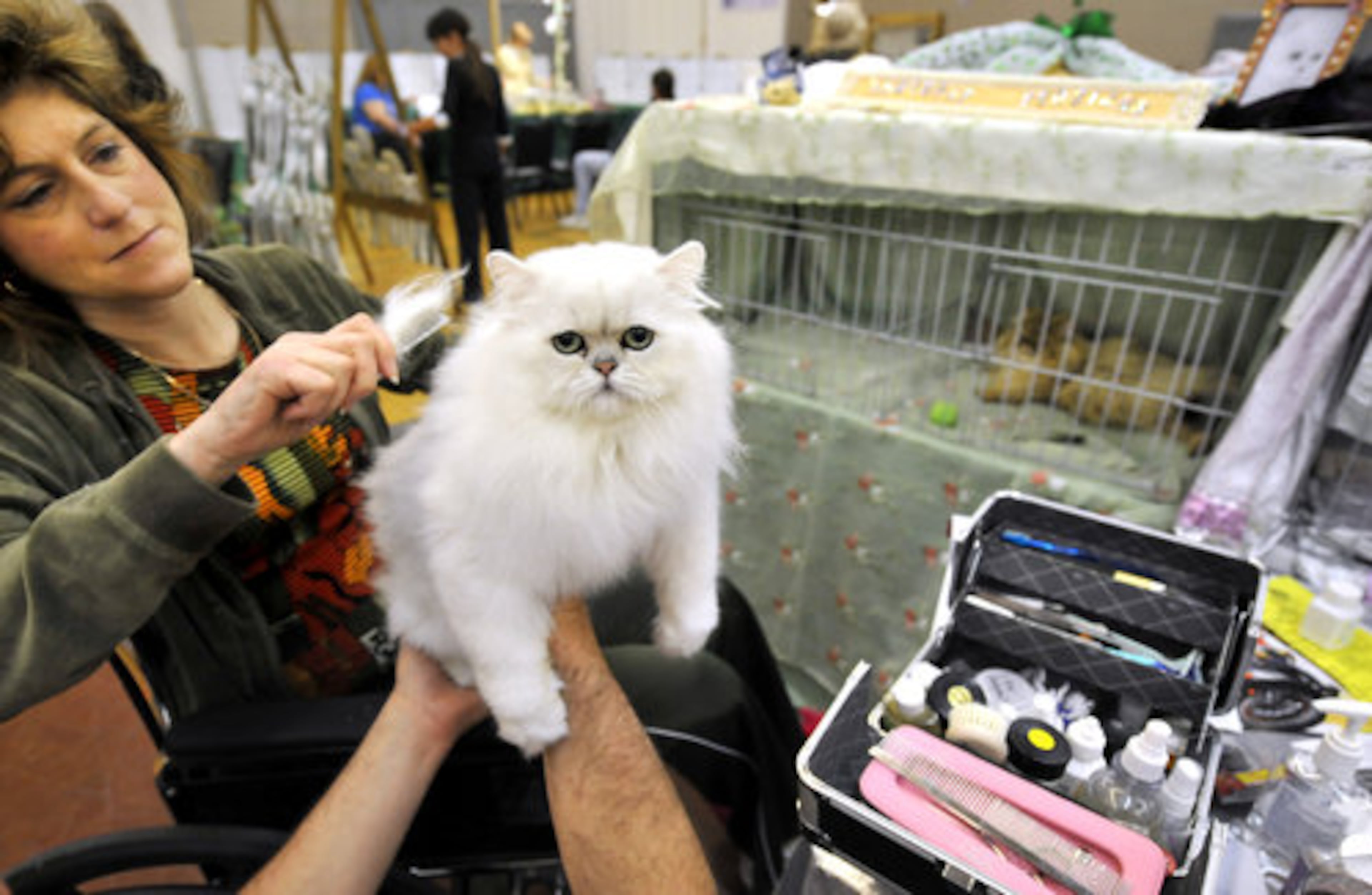 BACKSTAGE, A silver chinchilla Persian named "Ch. Babybrat Bloomin' Purrfection" is readied for the ring by Stacey Asby of Marietta, Ga.