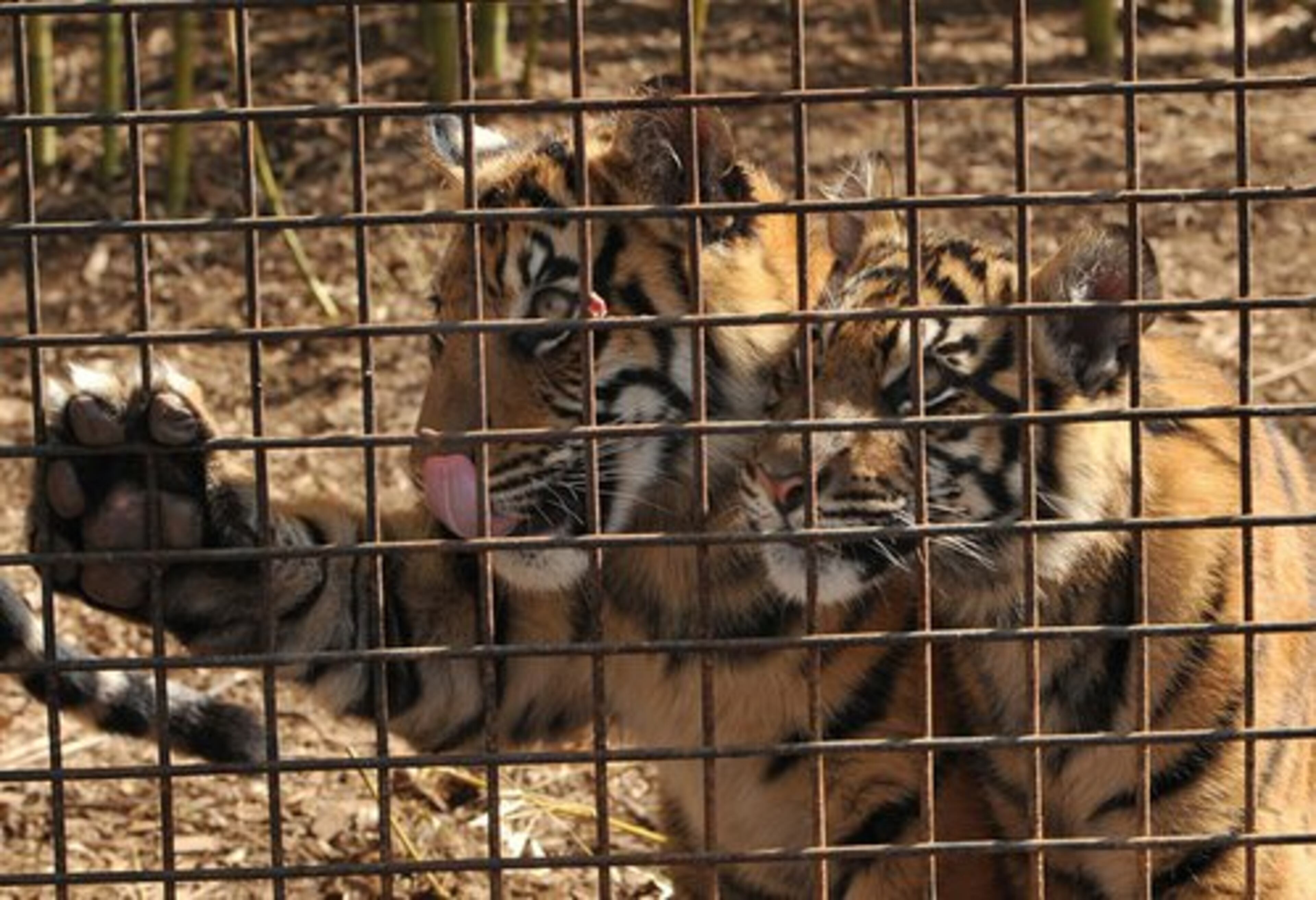 Sumatran tiger cubs Sohni and Sanjiv are ready to be fed at Zoo Atlanta on Tuesday, February 7,2012. T