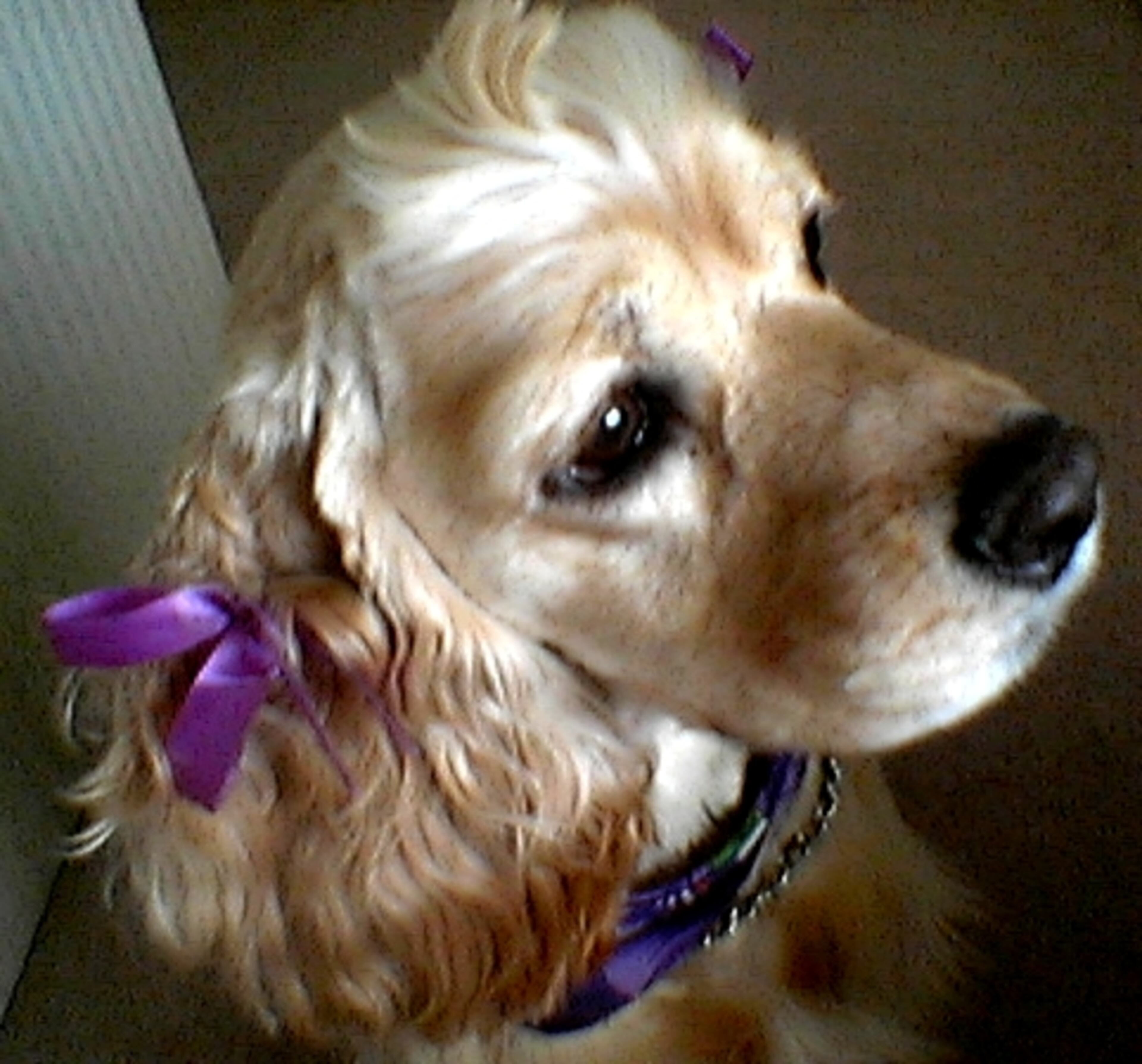 Name: Apple Nickname: Applekins Breed: Cocker Spaniel Age: 3 years old Favorite Toy: Mister Tiger