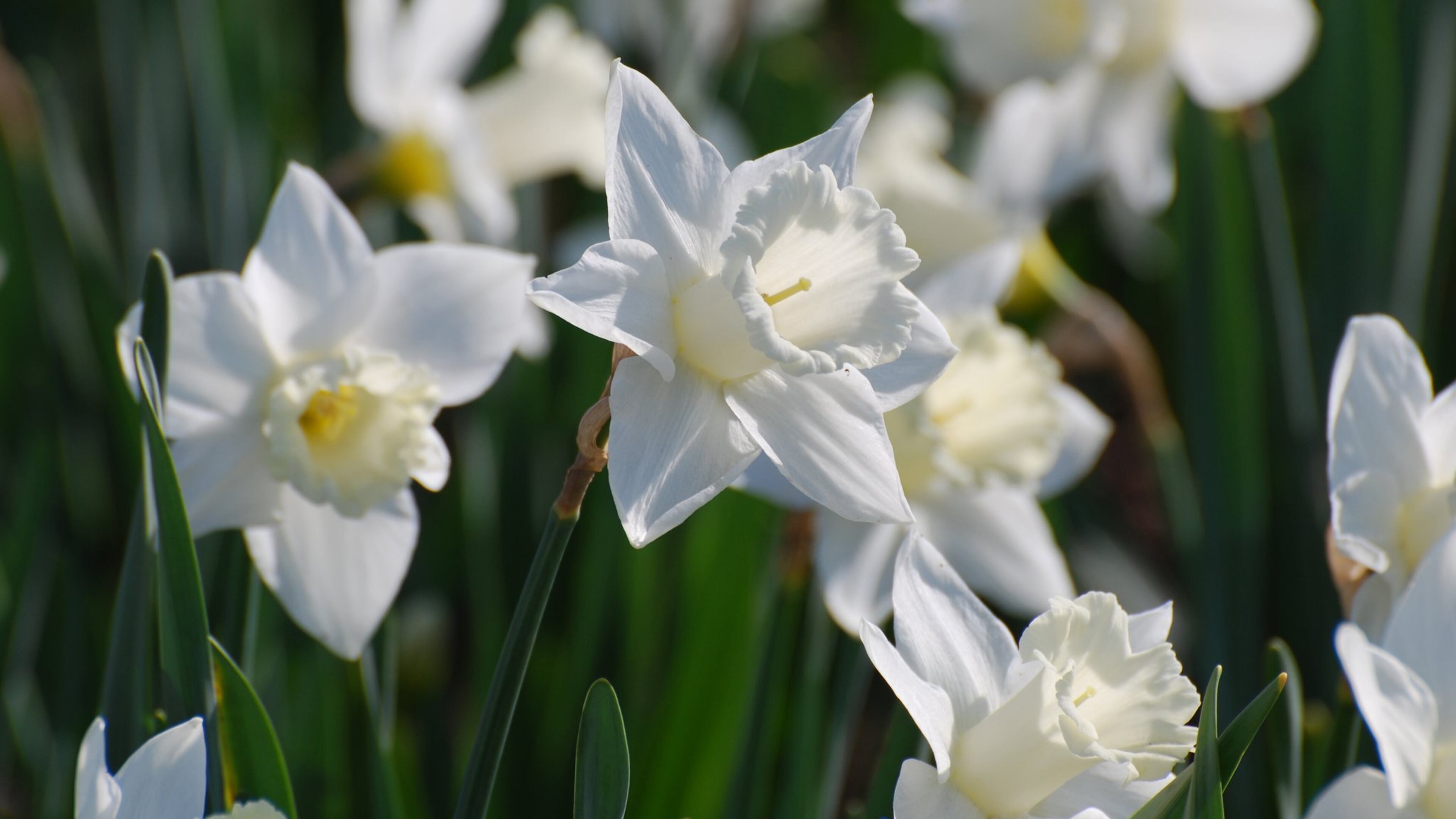 Paper-white narcissus in bloom. (Dreamstime/TNS)