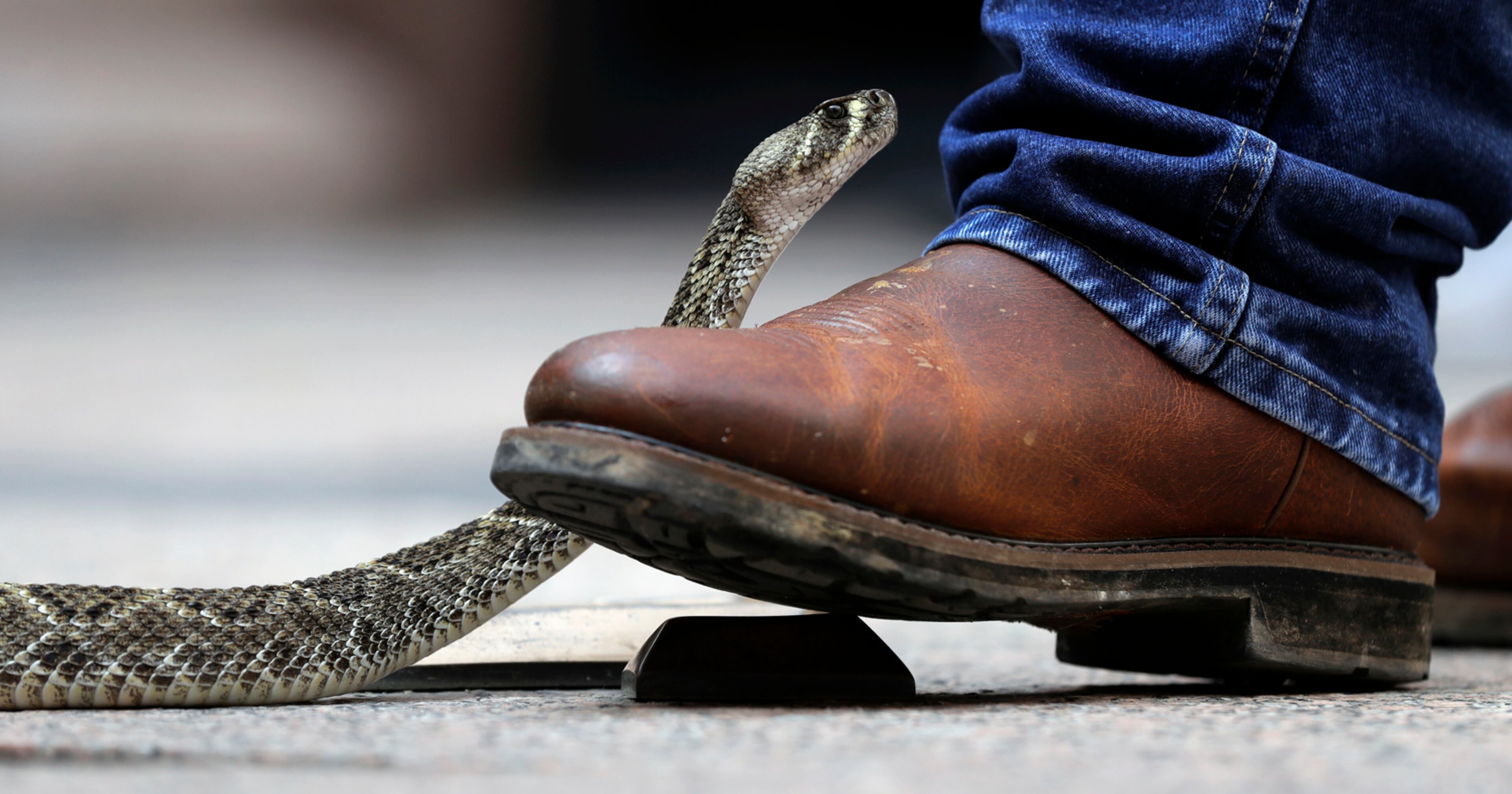 A rattlesnake slides over the boot of a handler in the outdoor rotunda at the Texas Capitol, Tuesday, Feb. 7, 2017, in Austin, Texas. Members of the Sweetwater Jaycees brought rattlesnakes to the statehouse to promote their annual rattlesnake round-up and help educate visitors. (AP Photo/Eric Gay)