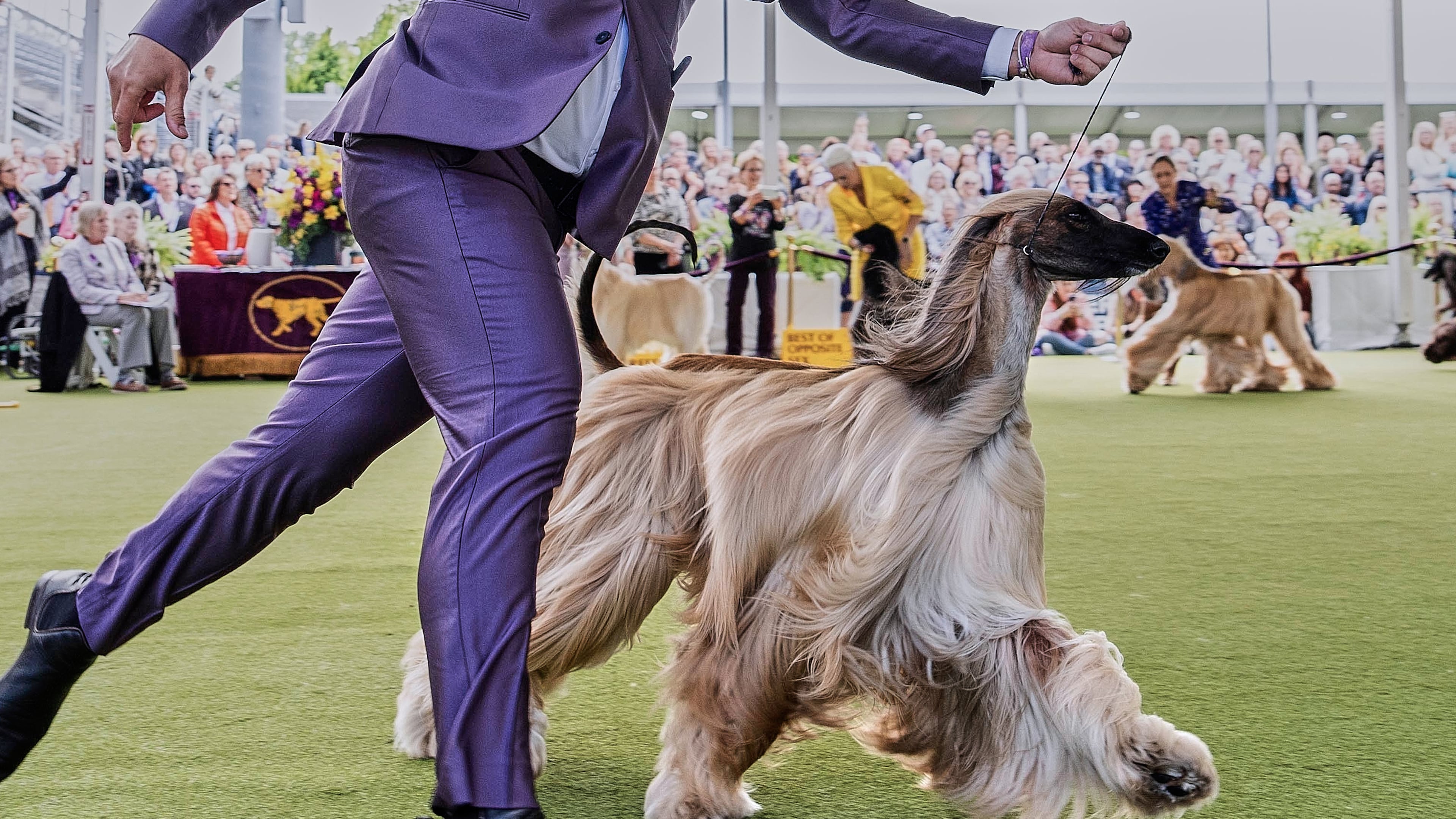 FILE — Handler Willy Santiago competes with Afghan Hound Zaida during breed group judging at the 148th Westminster Kennel Club Dog show, in this May 13, 2024 file image, at the USTA Billie Jean King National Tennis Center in New York. (AP Photo/Julia Nikhinson, File)