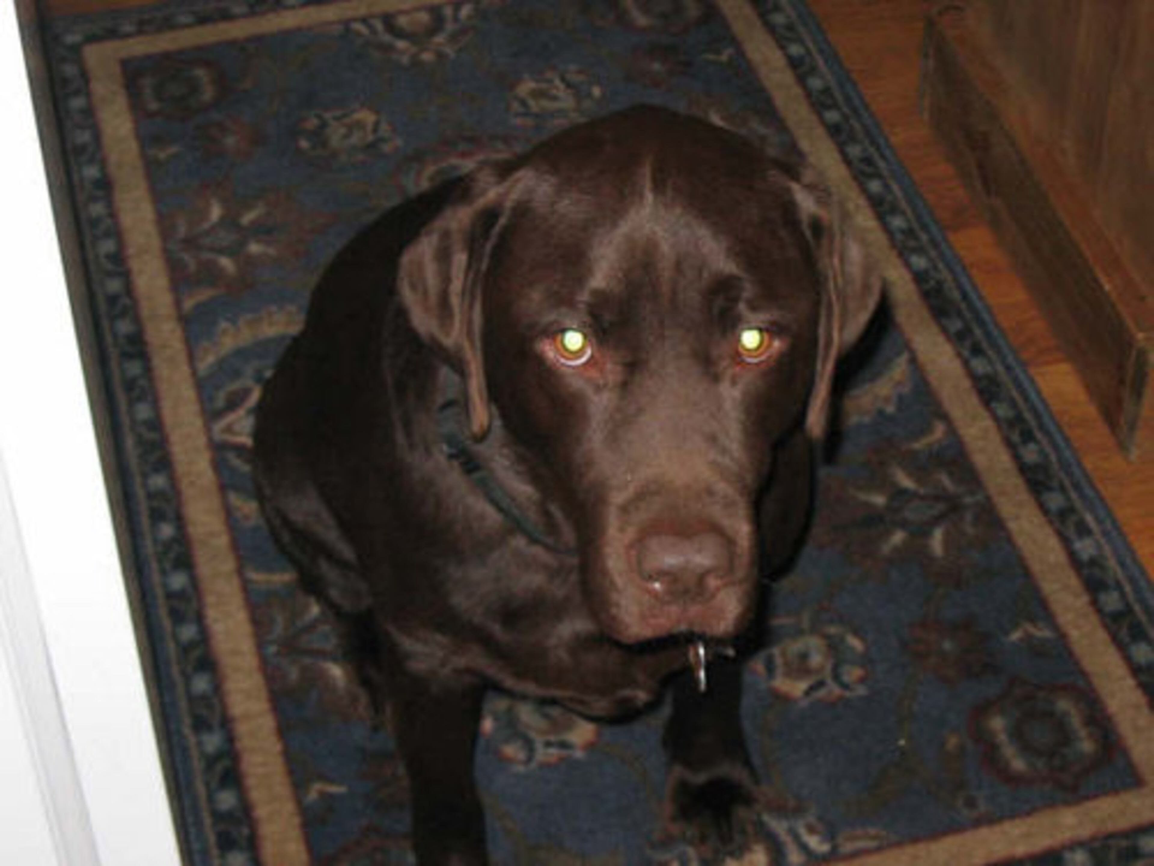 Bailey looks guilty over something but we're not sure what.