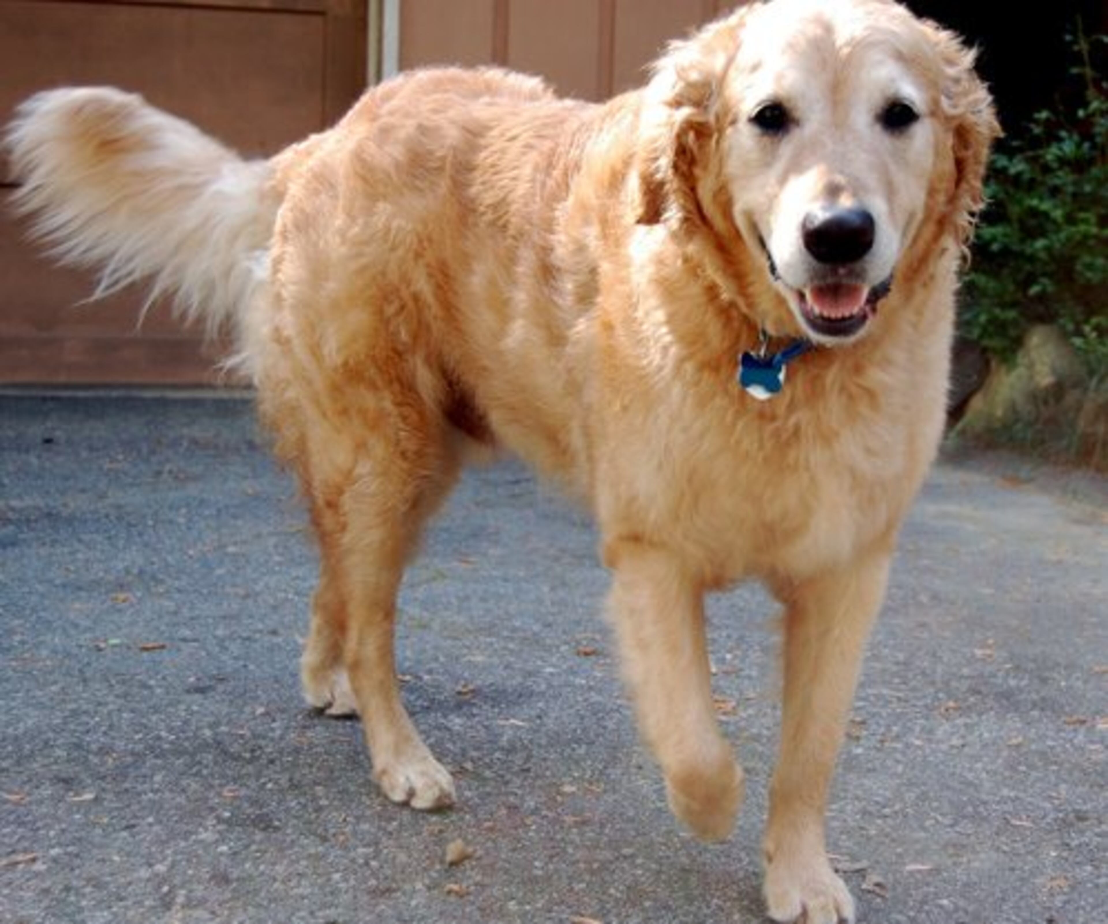 Archie is a natural strutter who loves people.