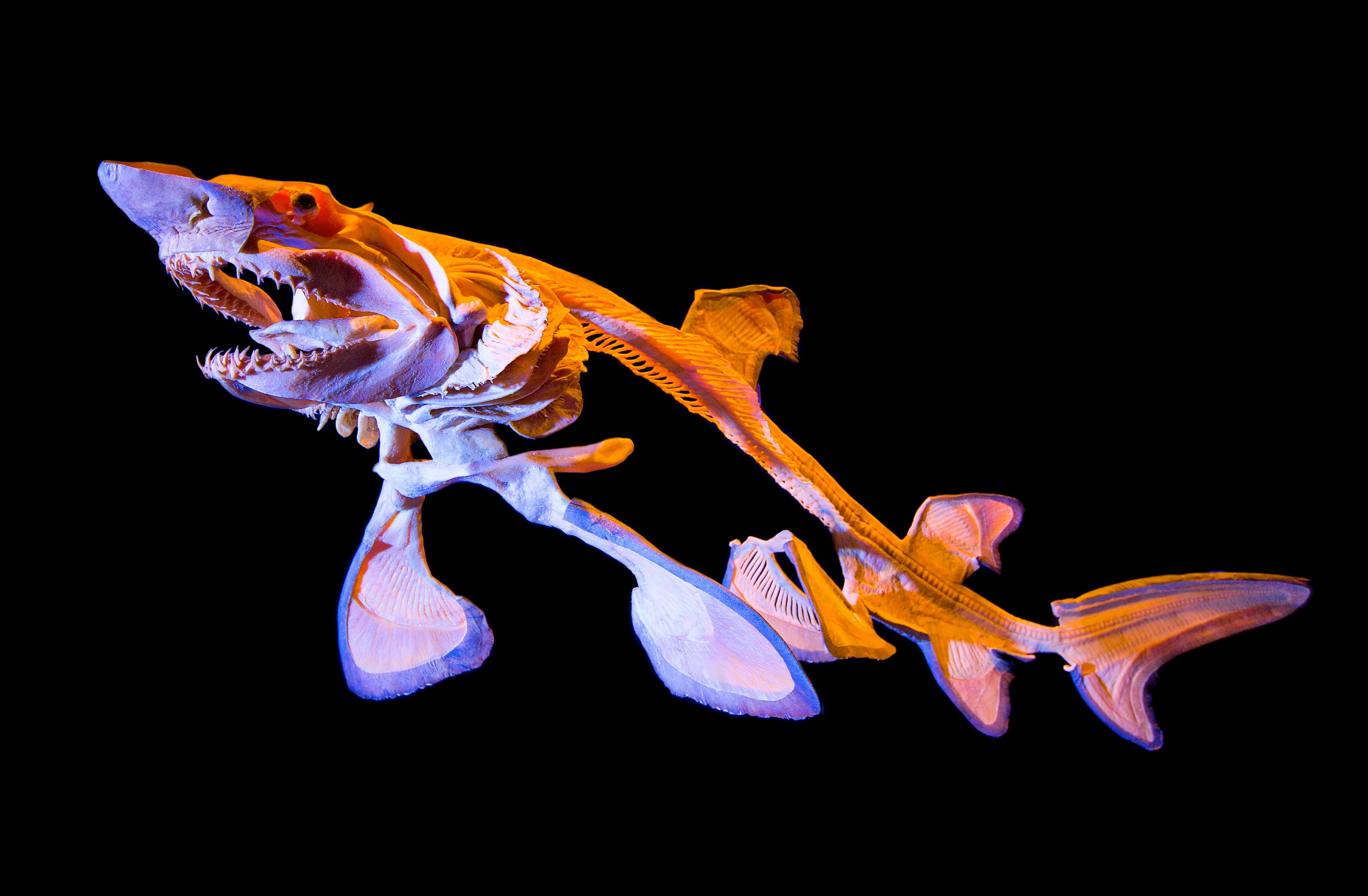 These exhibits are part of the "Aquatic Bodies: Sea Monsters Revealed" exhibit, which opens at the Georgia Aquarium Wednesday, Oct. 2. The aquarium's first new touring exhibition in nearly two years, "Aquatic Bodies" puts on display some of the world's largest sea creatures, preserved in liquid polymer through a technique known as "plastination."