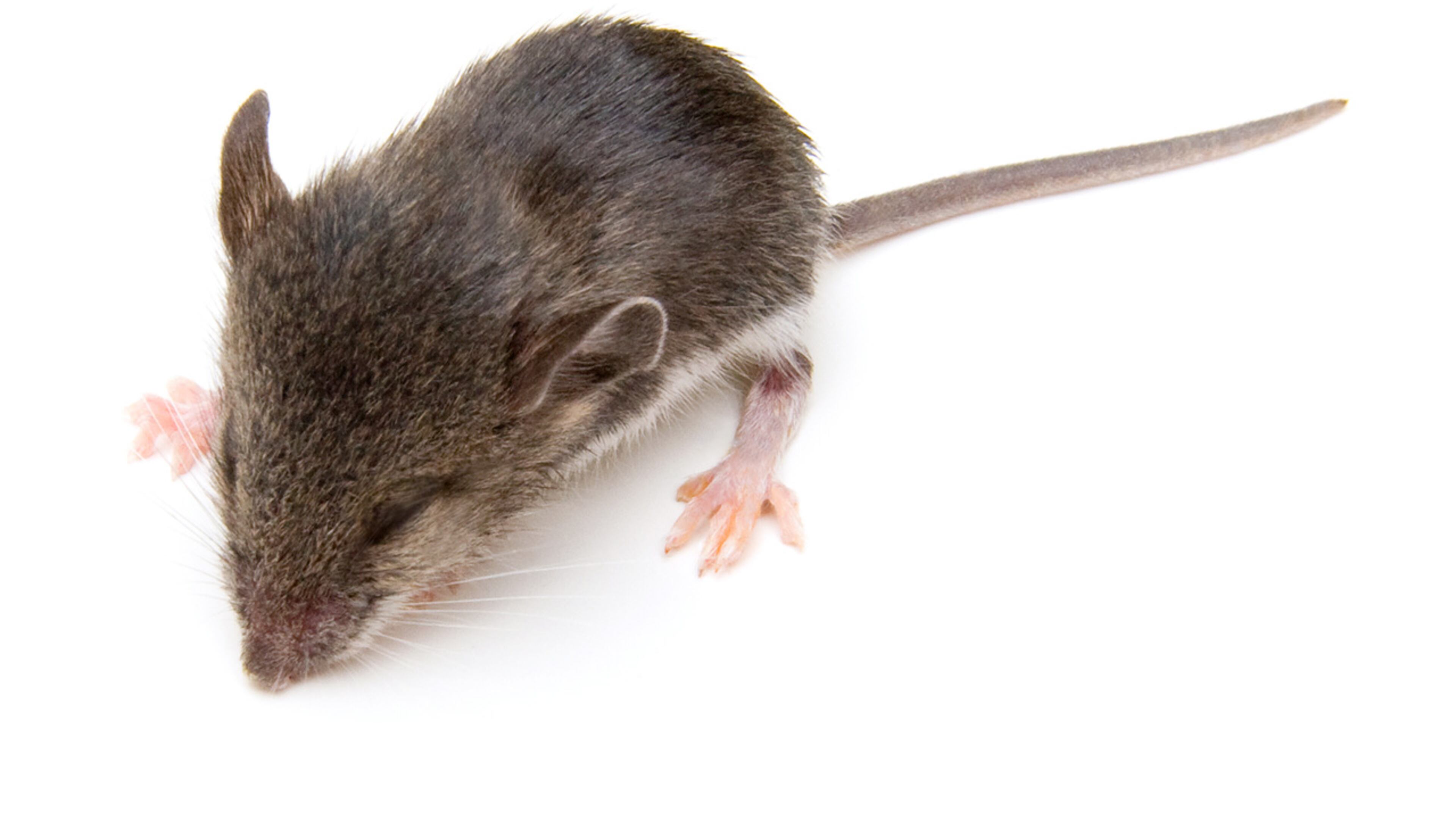 FILE PHOTO: A family went boot shopping recently and discovered a family of mice living in one of the new shoes at their local Kmart.