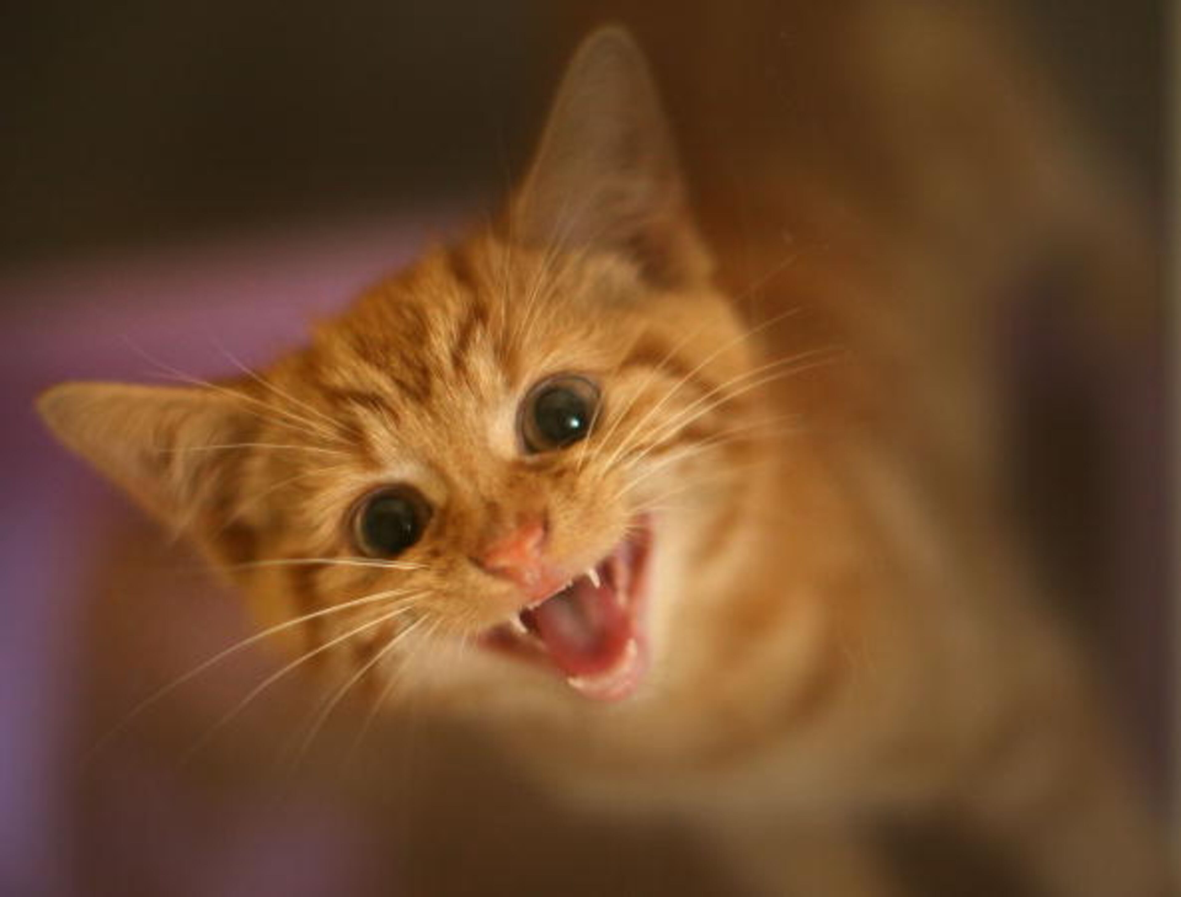 MANCHESTER, ENGLAND - JULY 27: Milly, a 13-week-old kitten looks through the glass of her pen as she waits to be re-homed at The Society for Abandoned Animals Sanctuary in Sale, Manchester, which is facing an urgent cash crisis and possible closure on July 27, 2010 in Manchester, England. The Society for Abandoned Animals exists entirely on public support and unless it can raise GBP 50,000 in the next couple of months it will have to close down. The registered charity started in 1967 and in the last five years alone the charity has rescued and found homes for more than 1,000 cats, 290 rabbits and 262 dogs. The rescue centre is one of the many who are suffering a downfall in donations due to the economic recession. (Photo by Christopher Furlong/Getty Images)