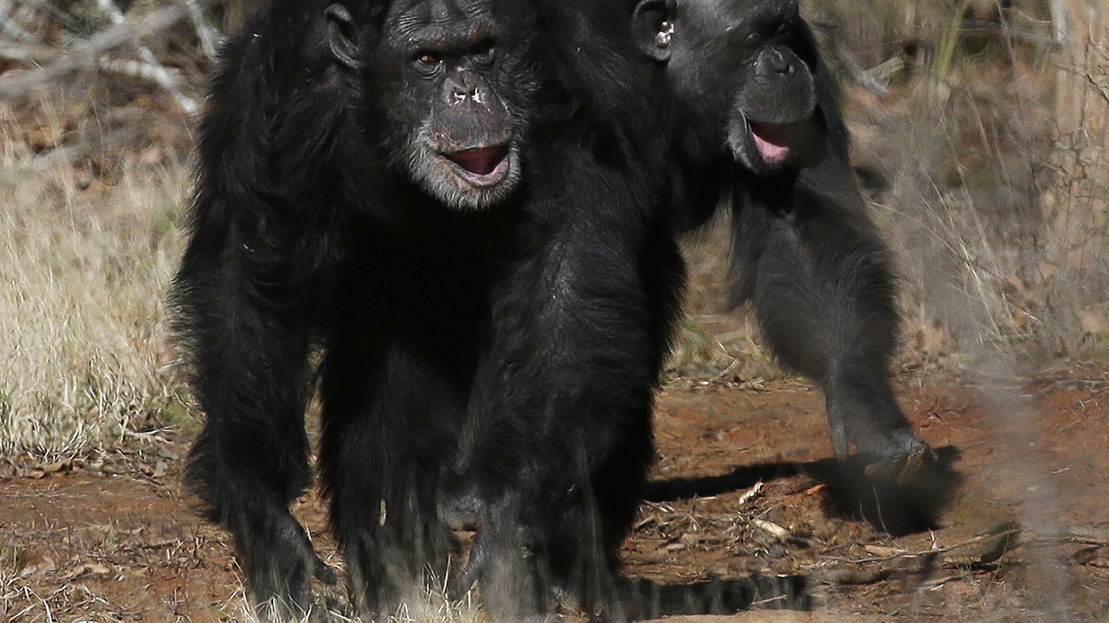 FILE - Two chimps walk together at Chimp Haven in Keithville, La., Feb. 19, 2013. (AP Photo/Gerald Herbert, File)