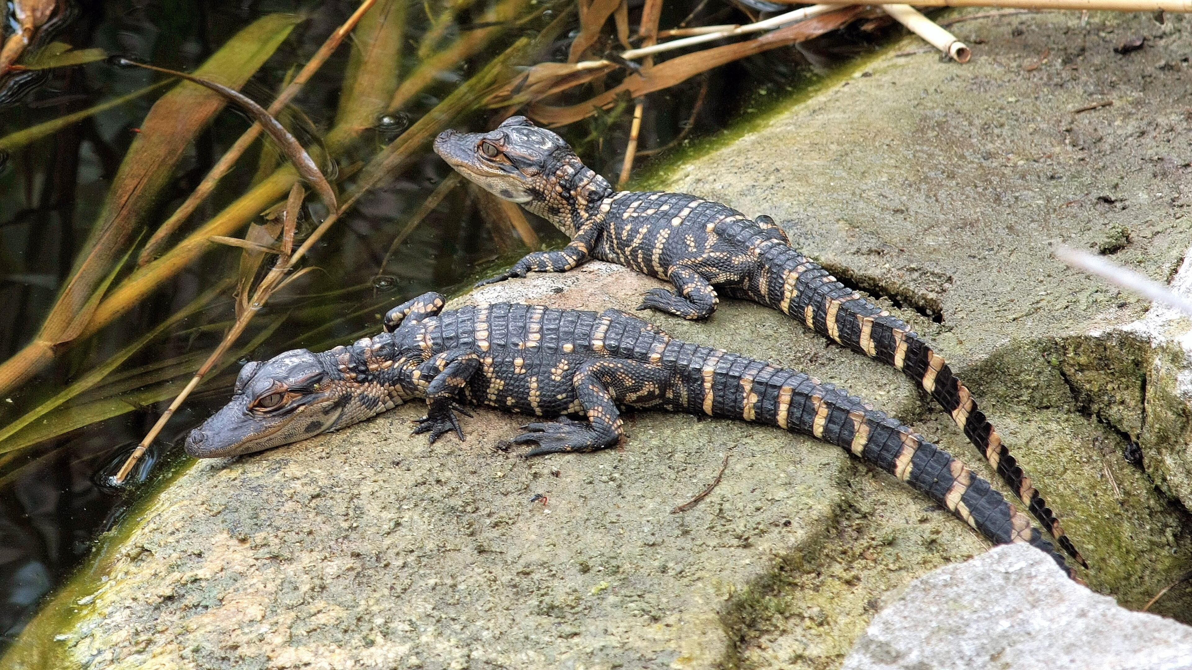 Baby alligators now are hatching in South Georgia wetlands and can be heard "clucking" to their mothers. Their mother protects them from predators such as raccoons, bobcats, birds and even other alligators.
(Courtesy of Lanare Sevi/Creative Commons)