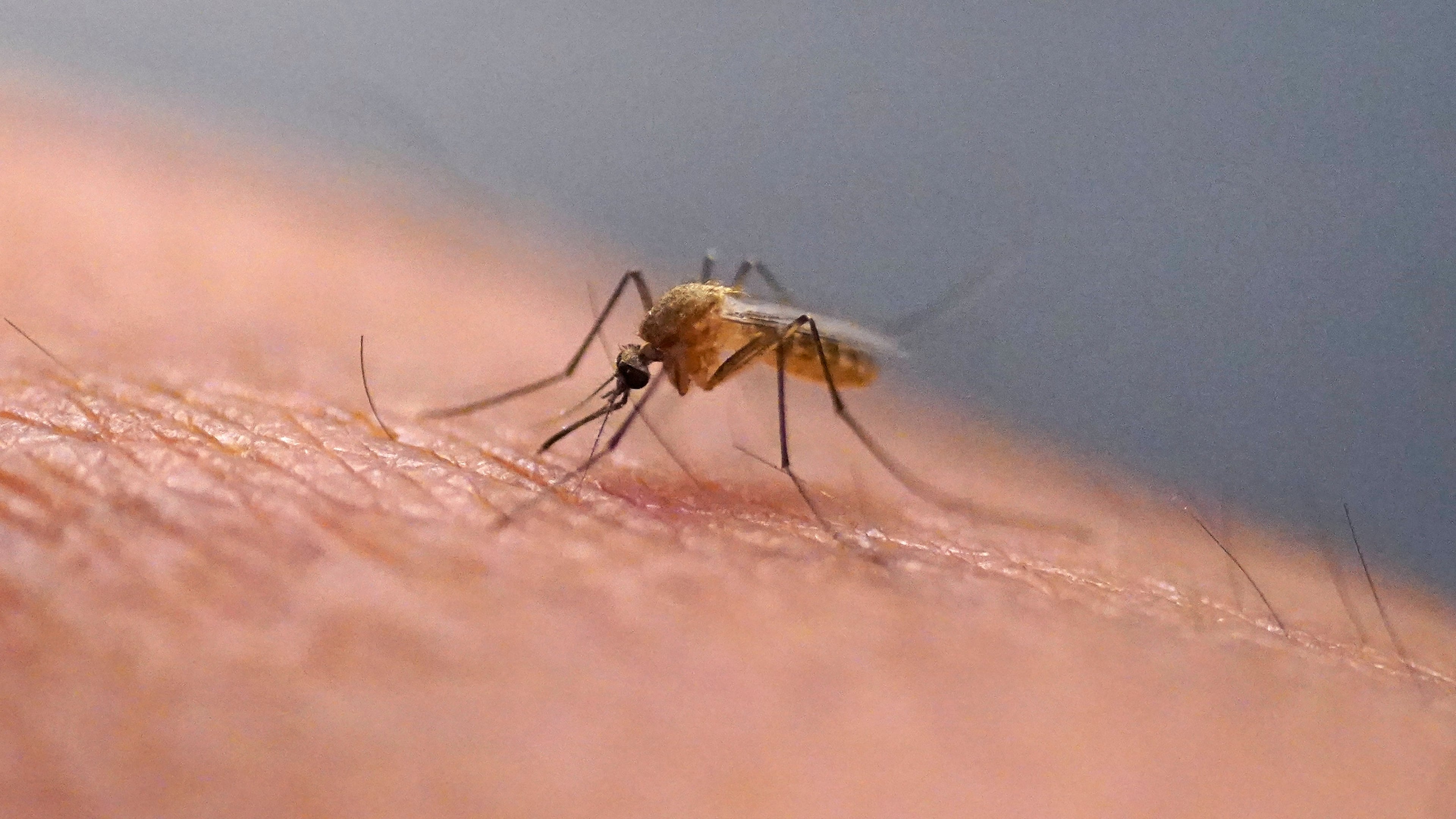 FILE - A mosquito feeds on a technician at the Salt Lake City Mosquito Abatement District on July 26, 2023, in Salt Lake City. (AP Photo/Rick Bowmer, File)