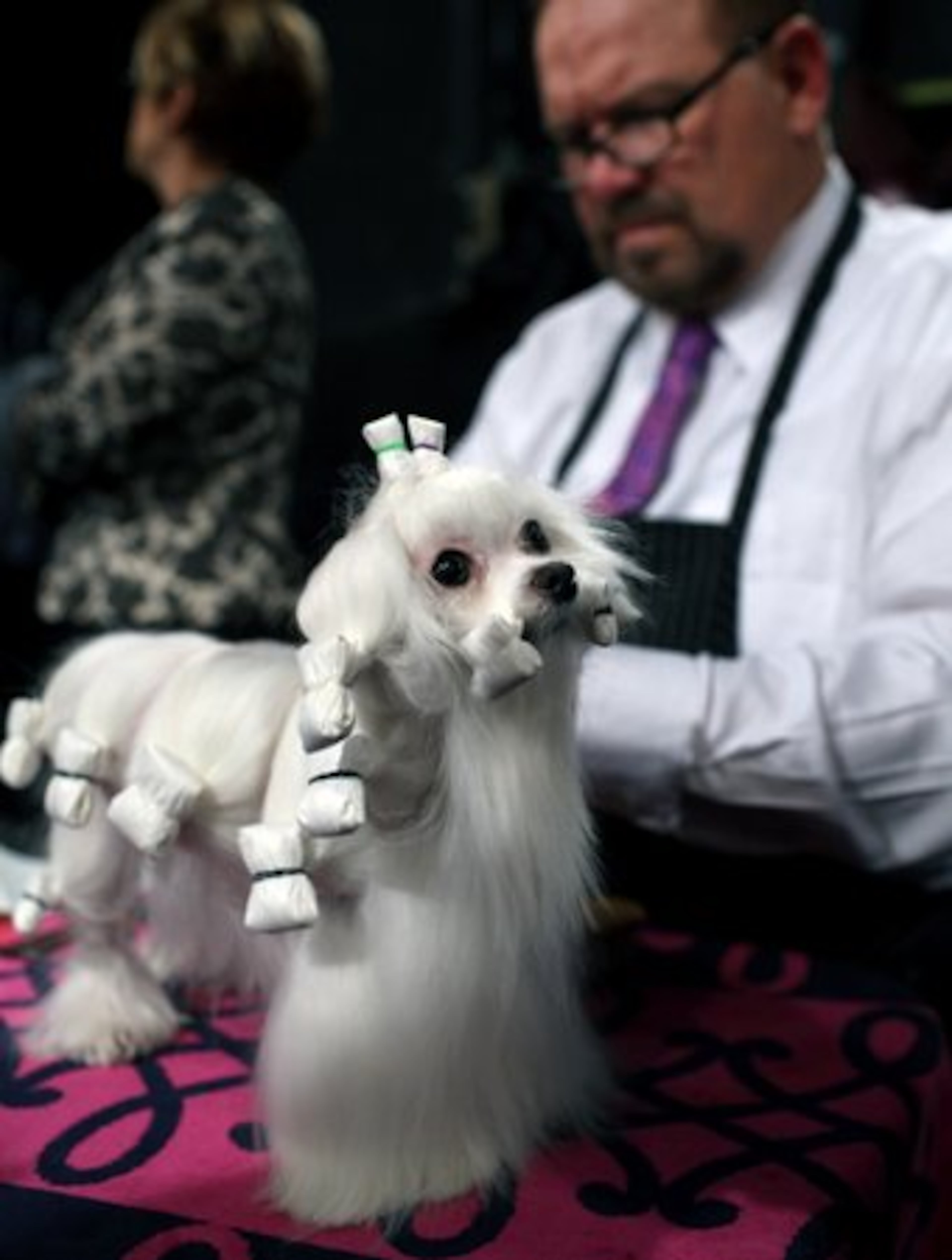 Dottie, a maltese owned by Beverly Quilliam and Wayne Baker of West Chester, Pa., is groomed by Luke Ehricht of Toledo, Ohio.