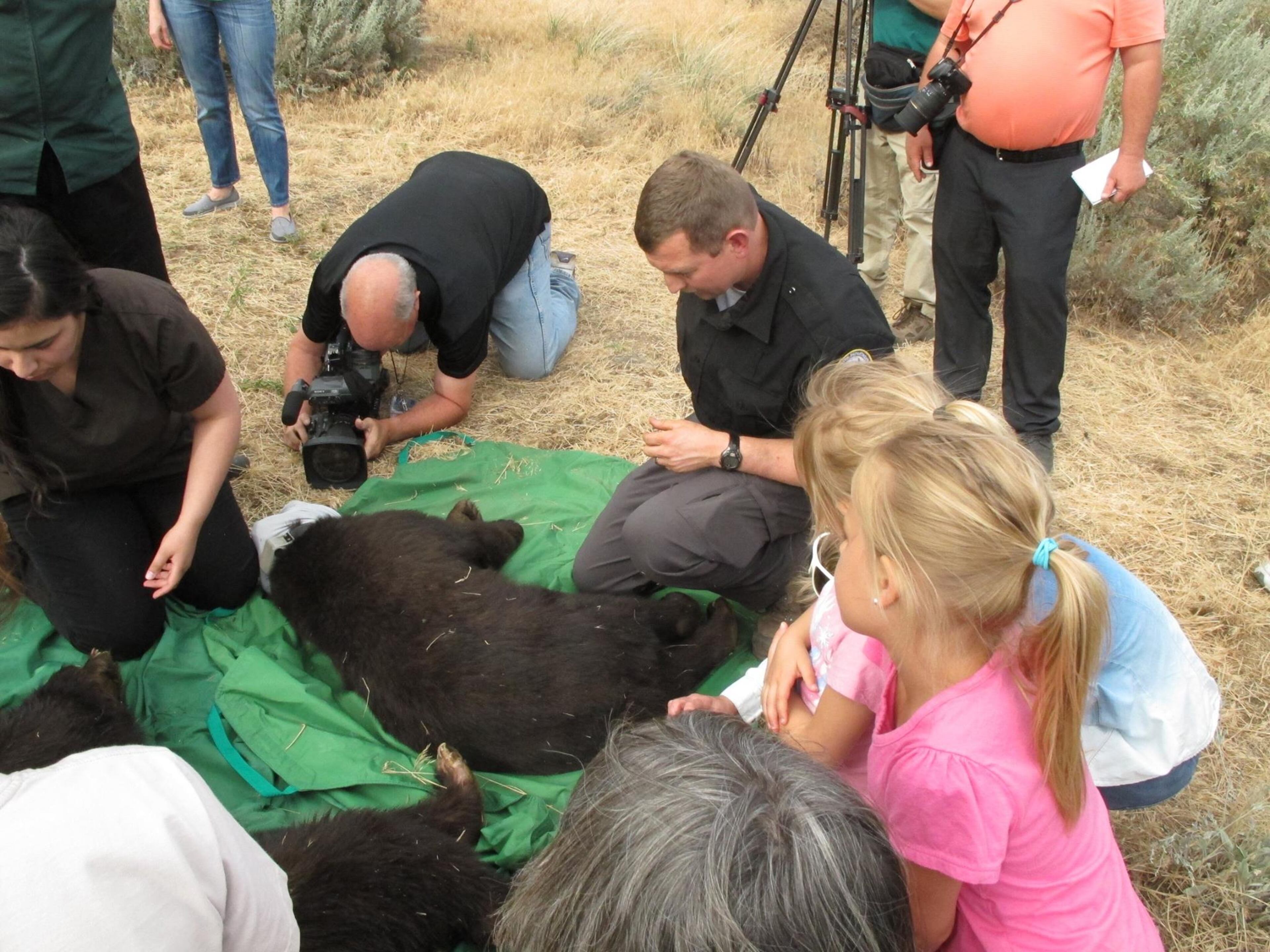 Cinder was released back into the wild on Wednesday, June 3. Photo from the rehabilitation center -- Idaho Black Bear Rehab IBBR -- that helped Cinder recover after suffering burns in a Washington fire. Read Cinder's story.