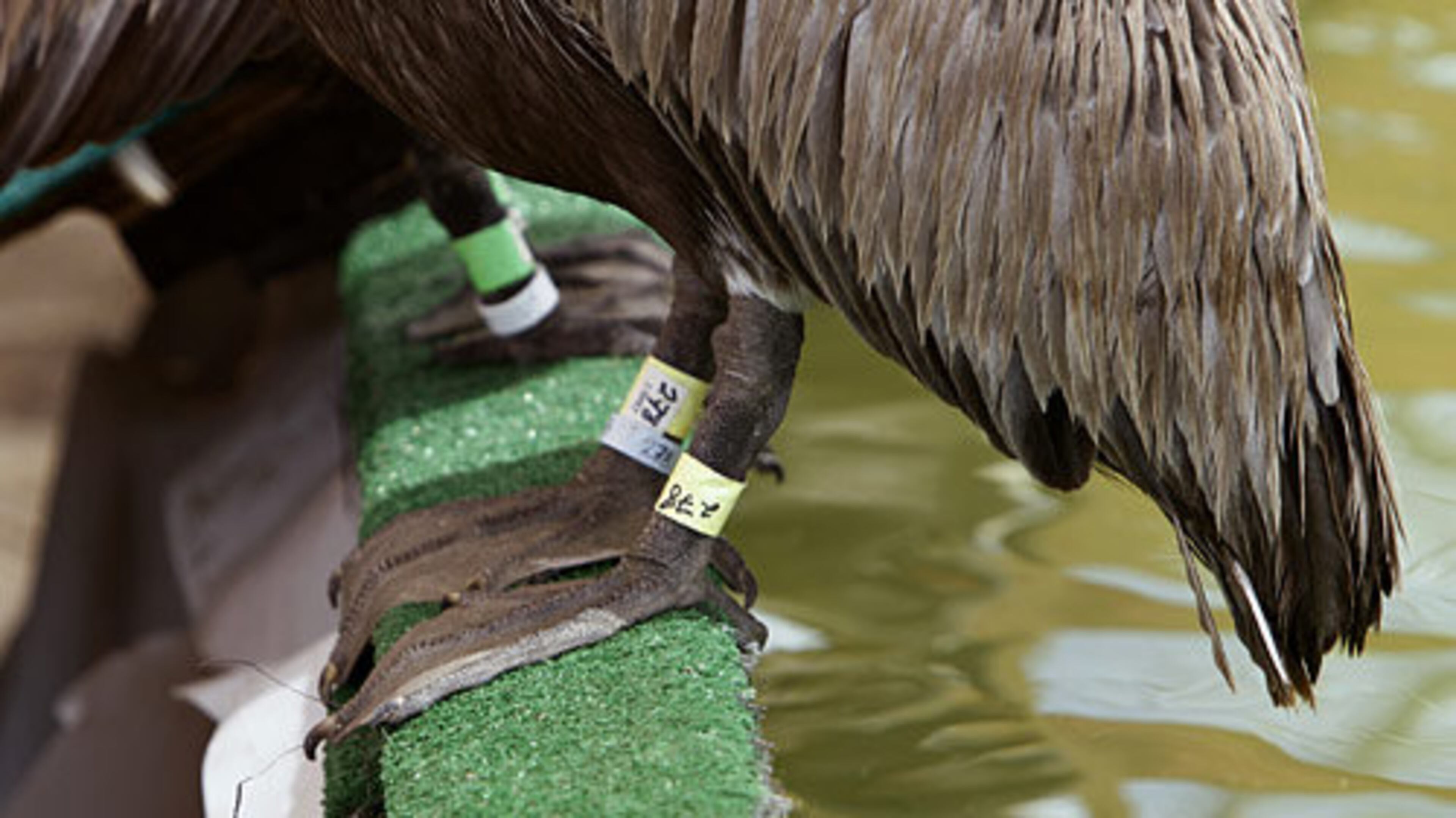 Temporary identification tags are seen on a clean brown pelican at the rehabilitation center.