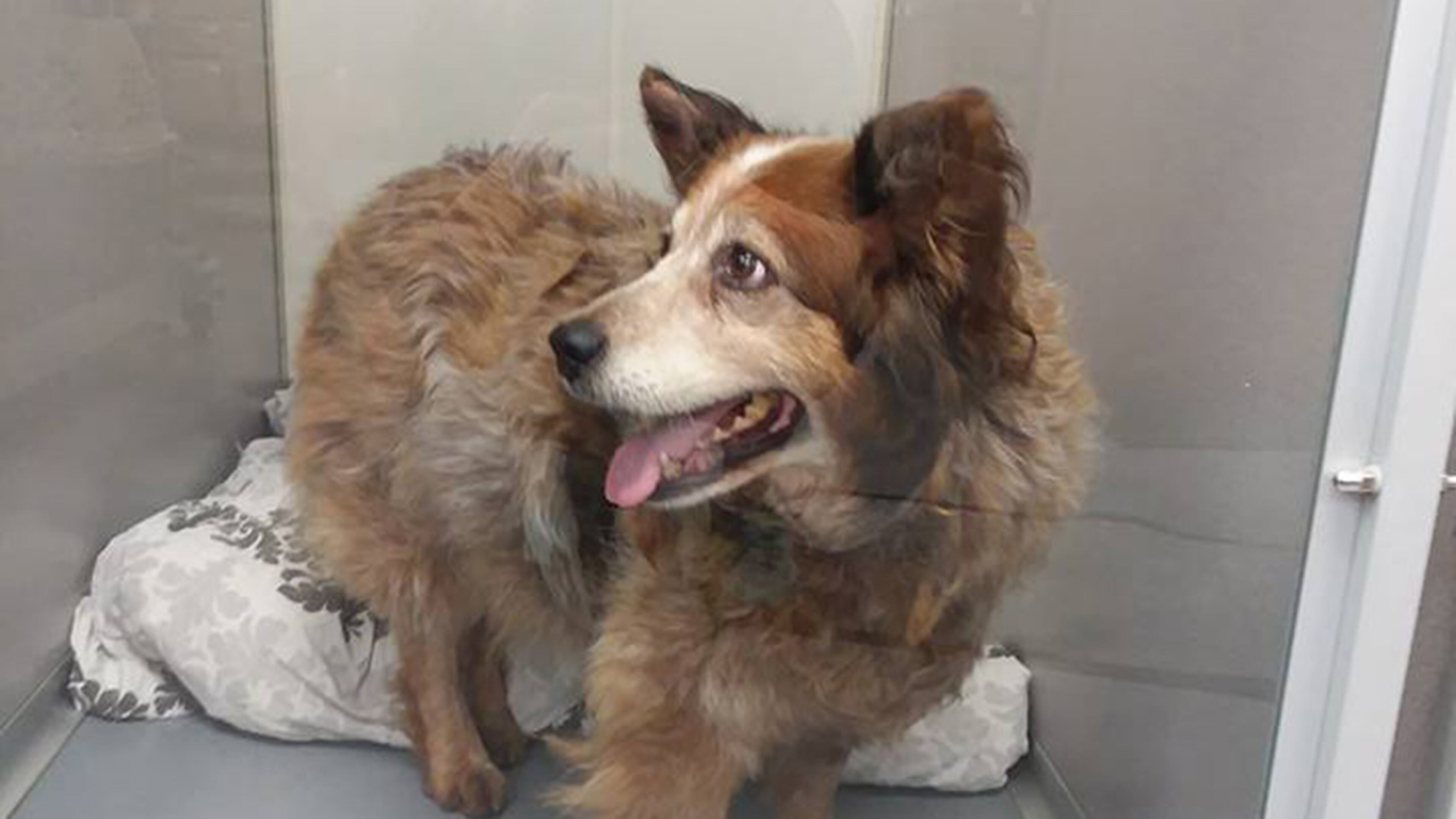 Ginger, a red heeler dog, was reunited with her family after being missing for three years. (Photo by Kandi Glick)