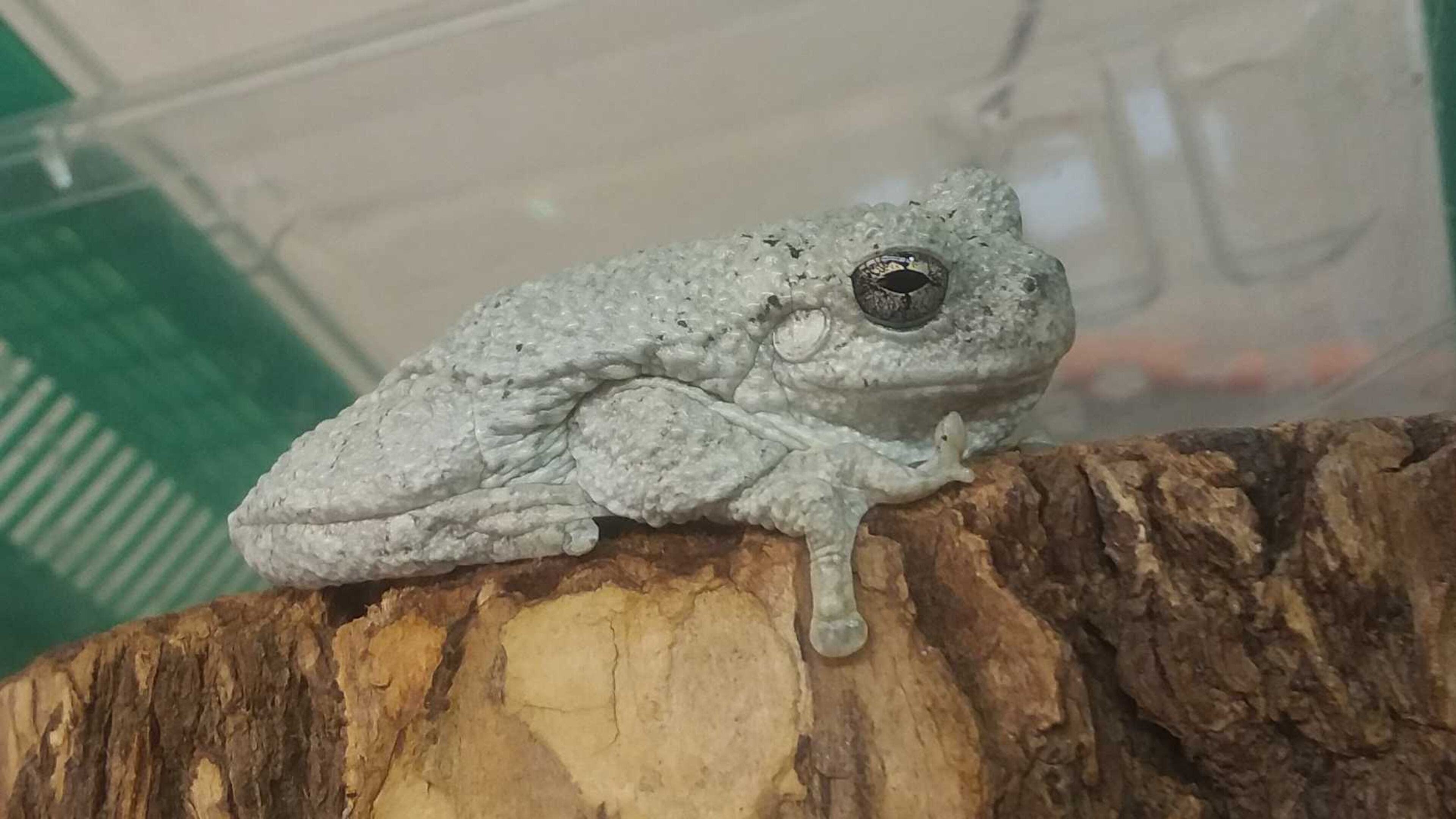 Believed to be from near Milledgeville, this Cope’s gray treefrog accidentally took the trip of a lifetime after hopping into the cab of a trucker who drove the thousand miles home to Toronto. It is now in a Roswell wildlife center. (Photo courtesy of Chattahoochee Nature Center)