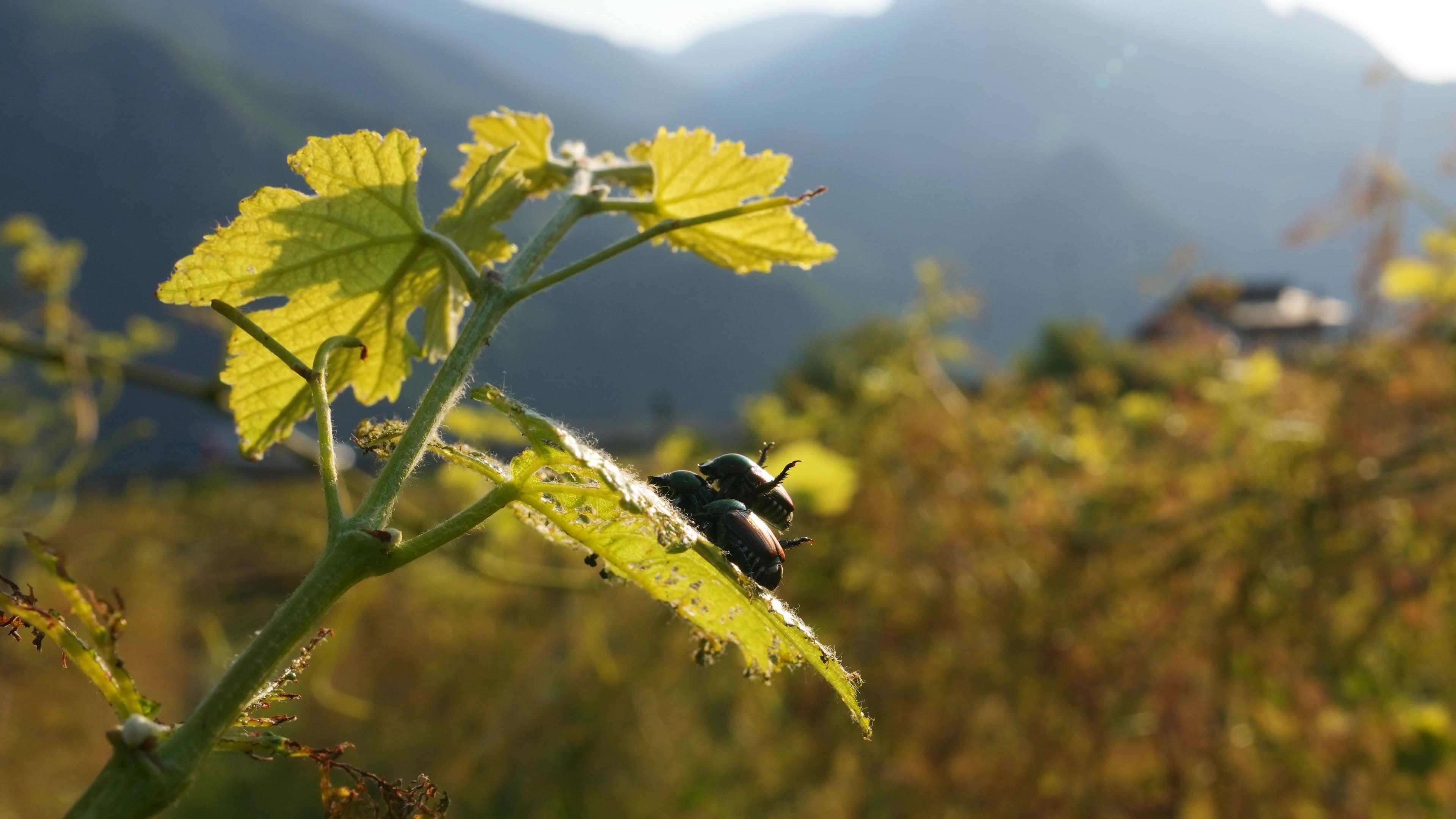Japanese beetles (Popillia japonica) sit on a vine leaf in Pont Saint Martin, in the Valle d'Aosta region, Italy, Thursday, July 9, 2026. (AP Photo/Antonio Calanni)