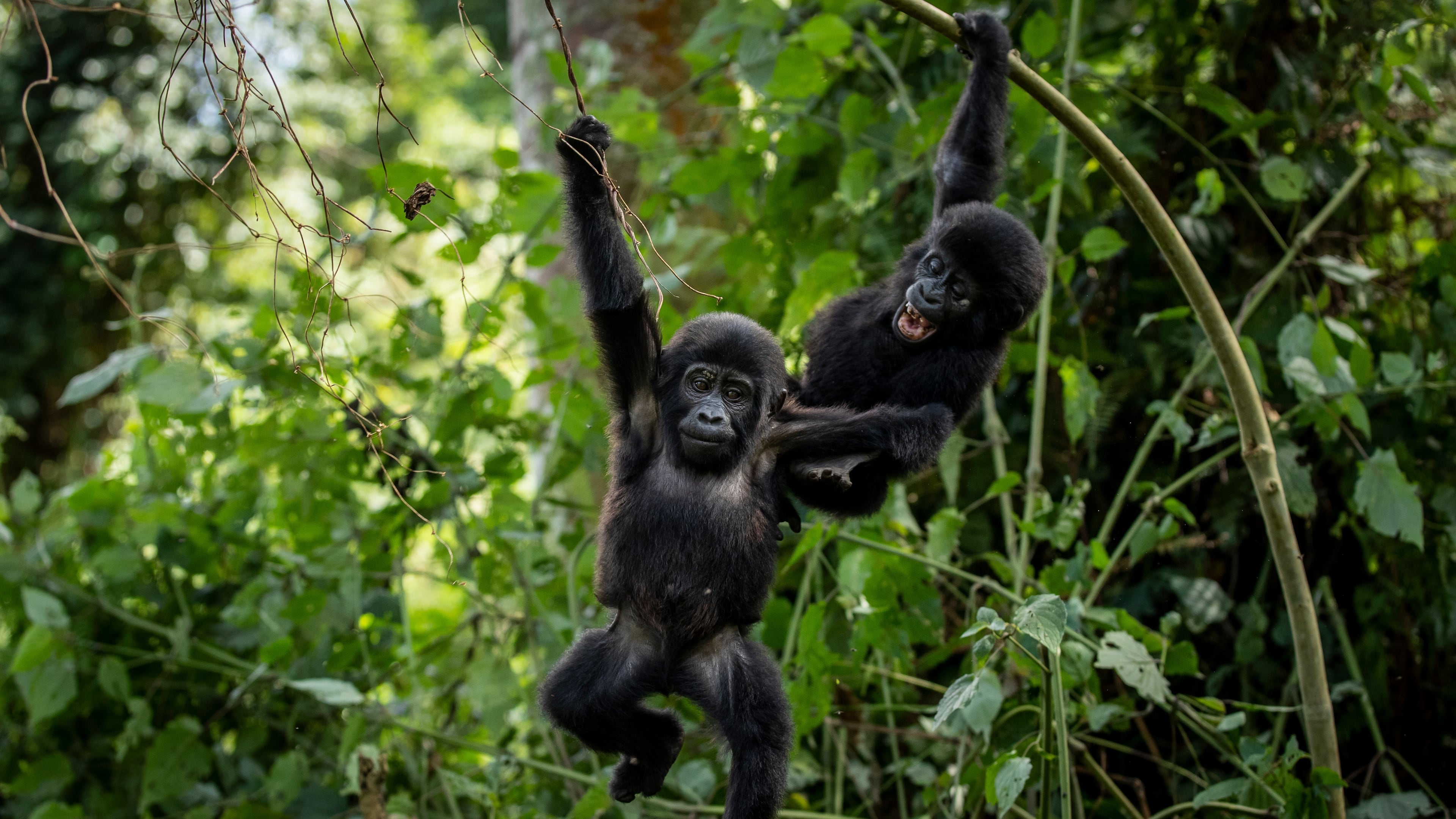 FILE - Two one-year old baby mountain gorillas swing from branches as they play together in the forest of Bwindi Impenetrable National Park in southwestern Uganda Saturday, April 3, 2021. (AP Photo, File)