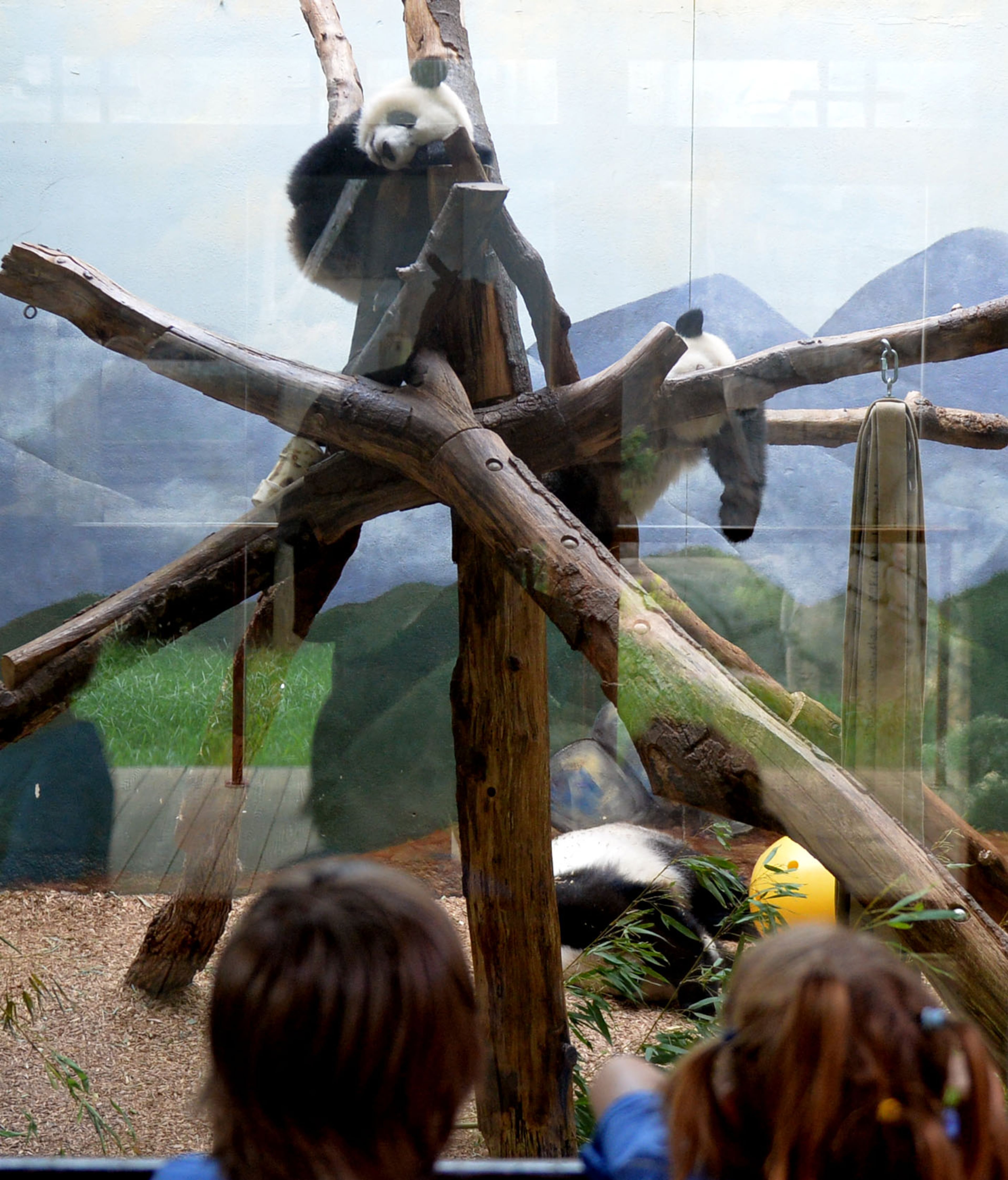 Giant panda twins Mei Lun (top) and Mei Huan rest in their enclosure at Zoo Atlanta, Wednesday, July 9, 2014. Born at 6:21 p.m. and 6:23 p.m. on the evening of July 15, 2013, Mei Lun and Mei Huan were the first giant pandas born in the U.S. in 2013 and are the only pair of surviving giant panda twins ever born in the U.S. The cubs are the fourth and fifth offspring of Lun Lun and Yang Yang; their older brothers, Mei Lan and Xi Lan, and older sister, Po, now reside at China's Chengdu Research Base of Giant Panda Breeding.