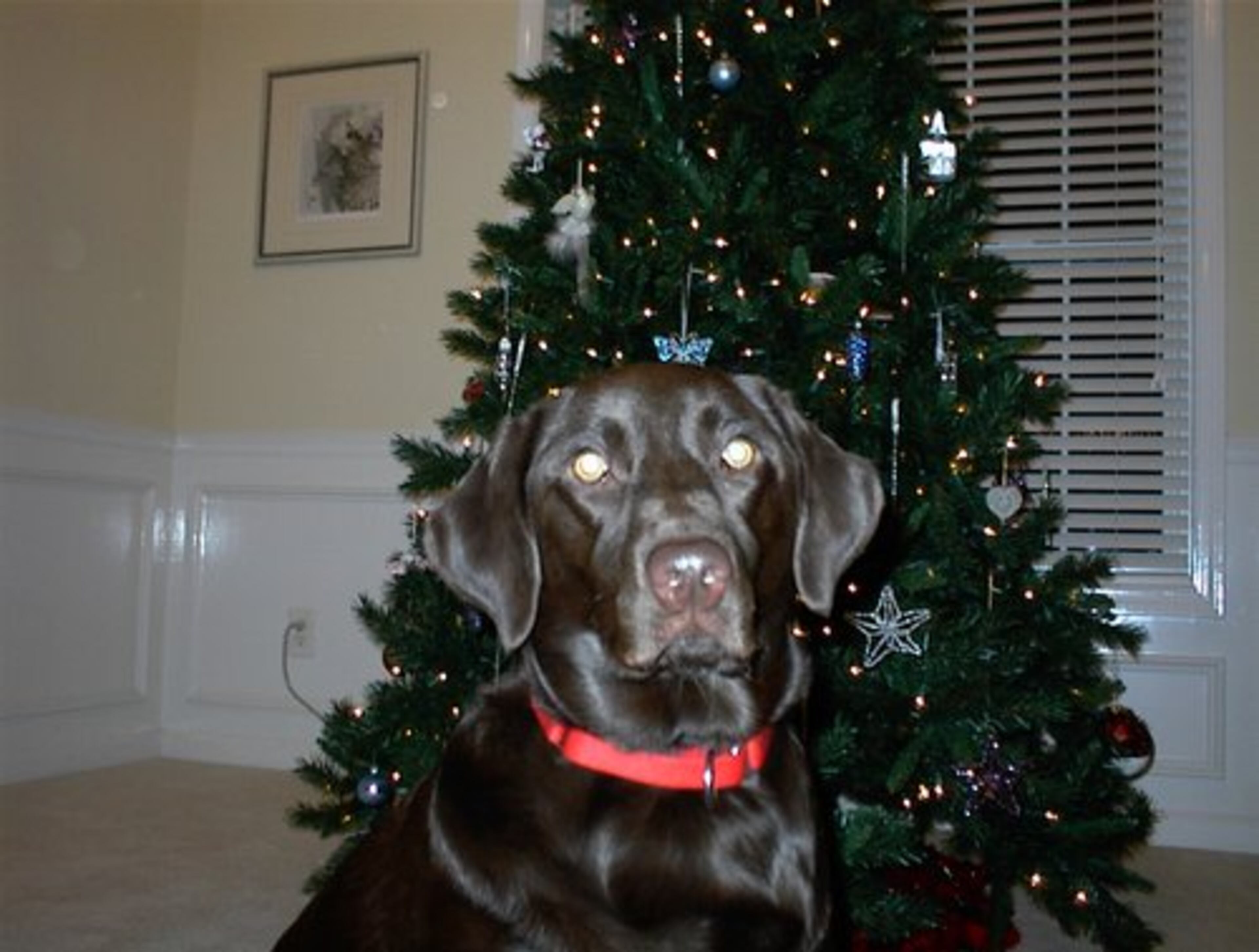 Nikki, a chocolate lab, wishes you and yours a Merry Christmas, no matter what time of year it is.