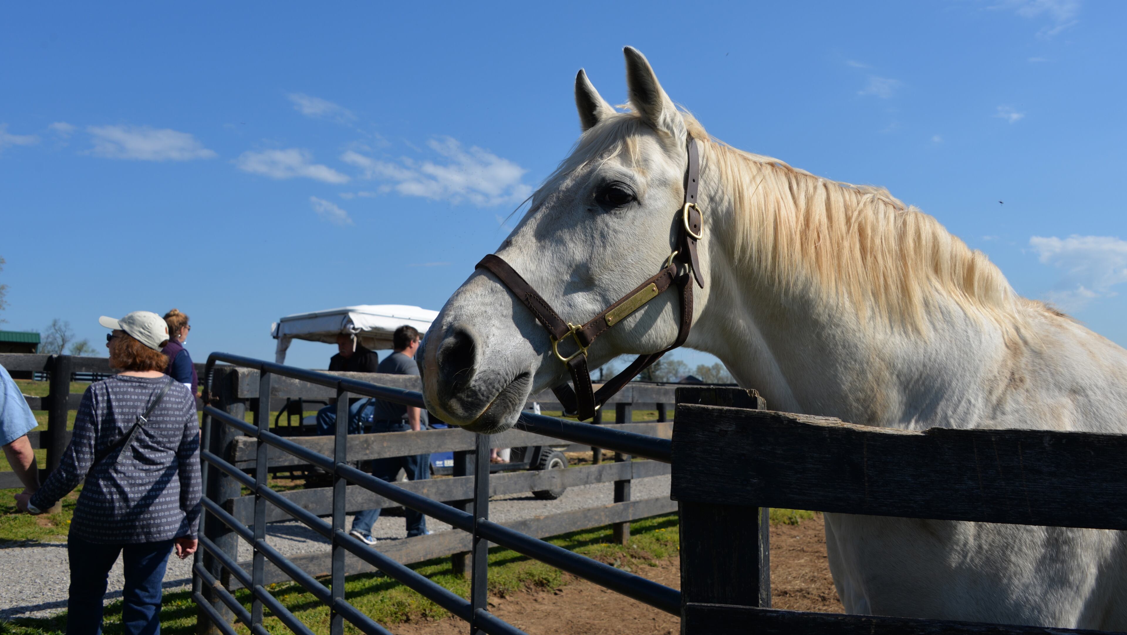 1996 Breeders’ Cup Classic winner Alphabet Soup at Old Friends in Georgetown, Kentucky. Photo by Penny Loeb for The Washington Post.