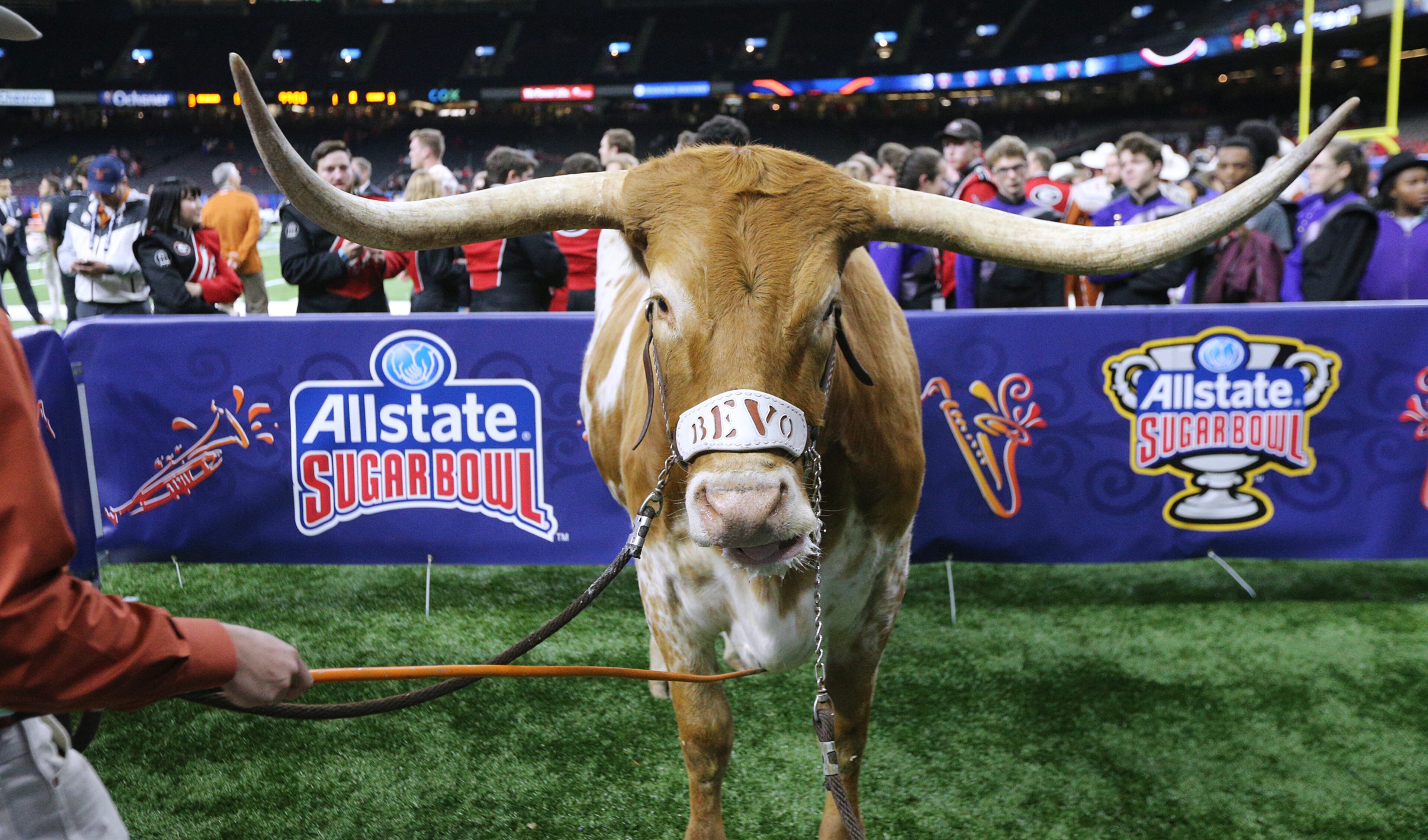 Jan. 01, 2019 New Orleans: The Texas mascot Bevo is on hand for the game against Georgia in the Allstate Sugar Bowl at Mercedes-Benz Superdome on Tuesday, Jan. 1, 2019, in New Orleans. Curtis Compton/ccompton@ajc.com