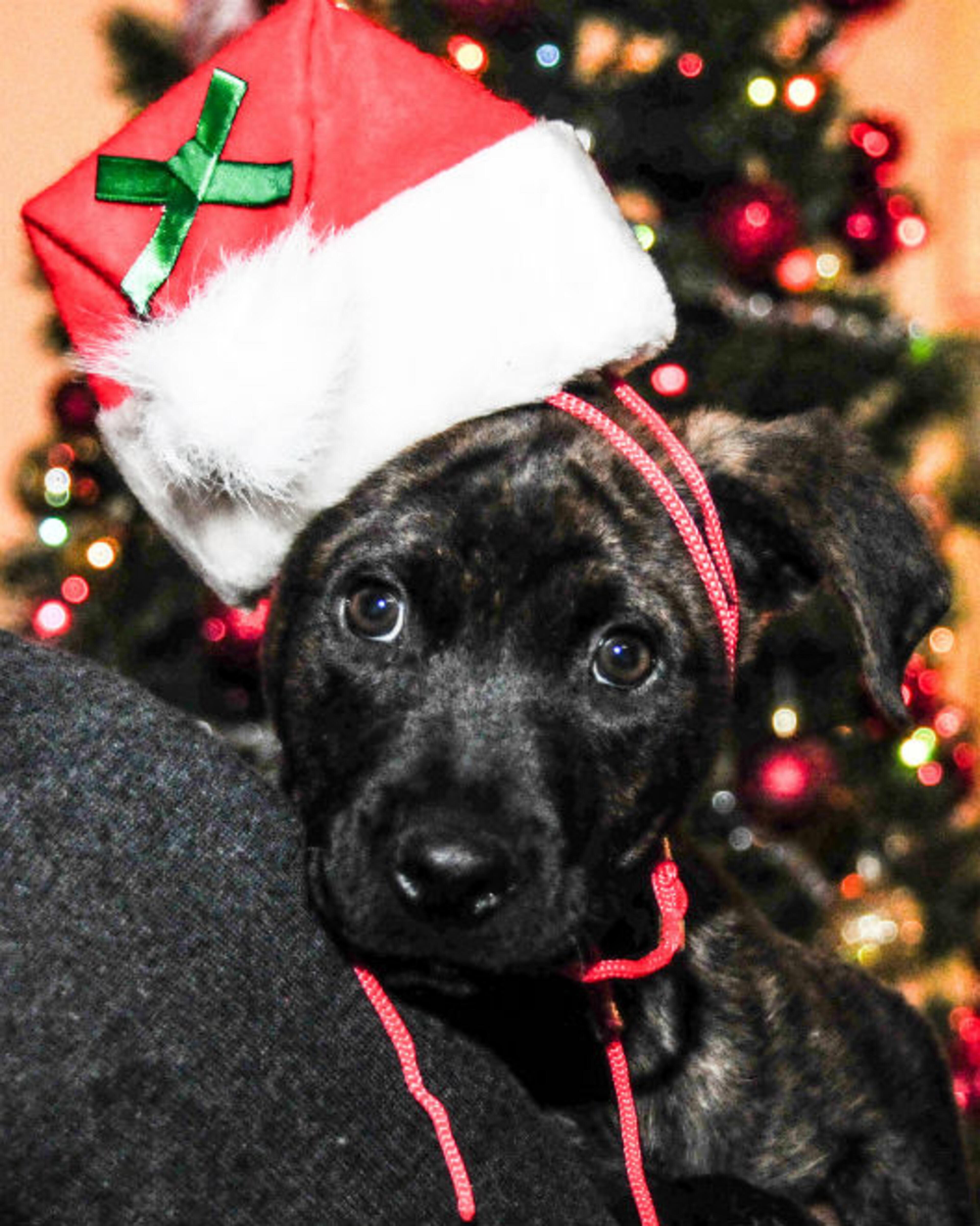 Give an animal a loving home this holiday. Hobbes is available for adoption at the Mansell location of the Atlanta Humane Society. Atlanta Humane Society places approximately 8,000 animals into forever homes each year. For additional information, please email contact@atlantahumane.org.