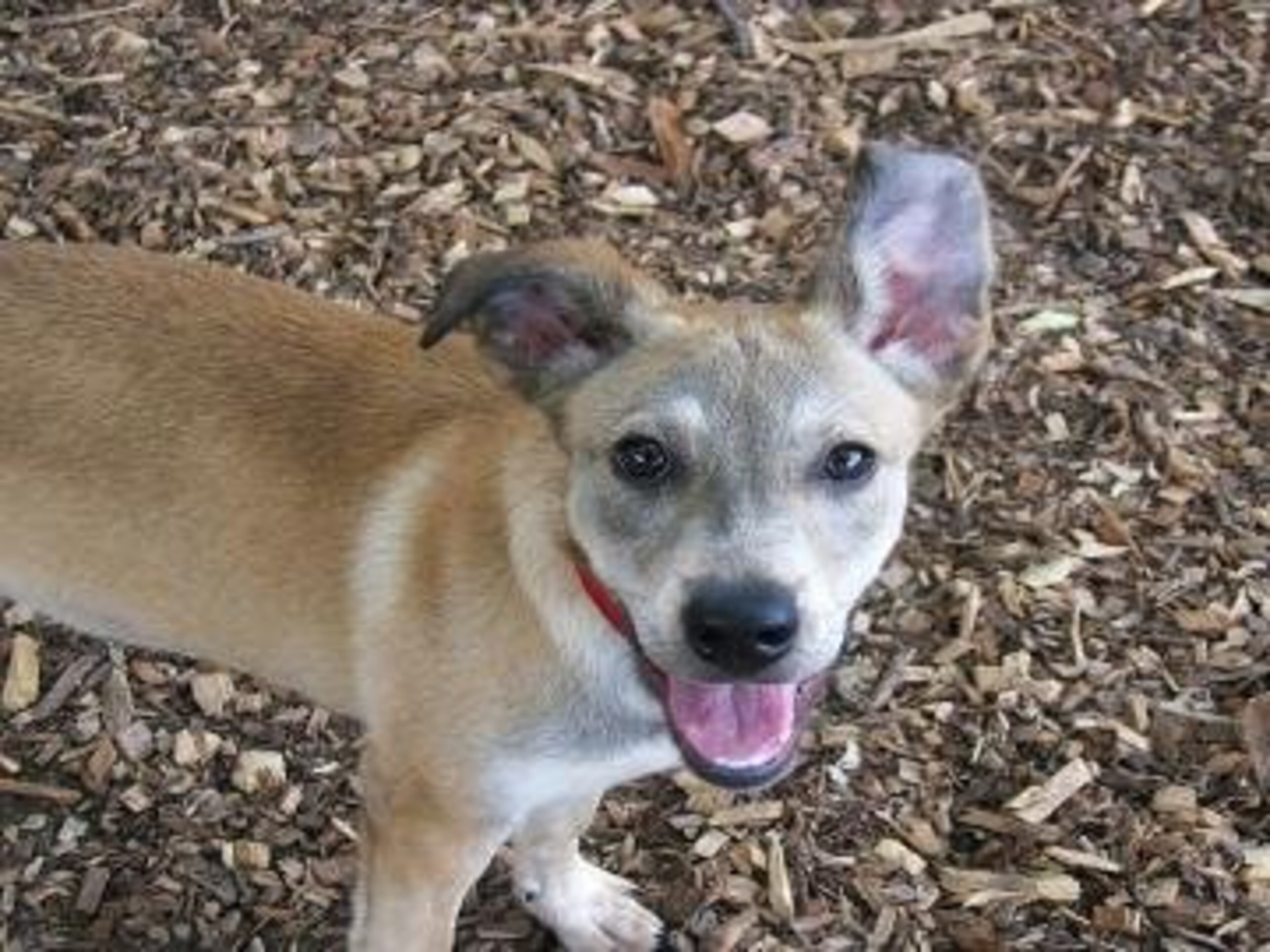 Barley is an 8-month-old spayed female terrier mix. Her animal ID# is A04677684. Barley is a sweet girl who enjoys playing with other dogs, and having a good romp in the yard. Barley is still a puppy, but she shouldn't be giant when full grown. She would probably make a great companion for your existing dog!