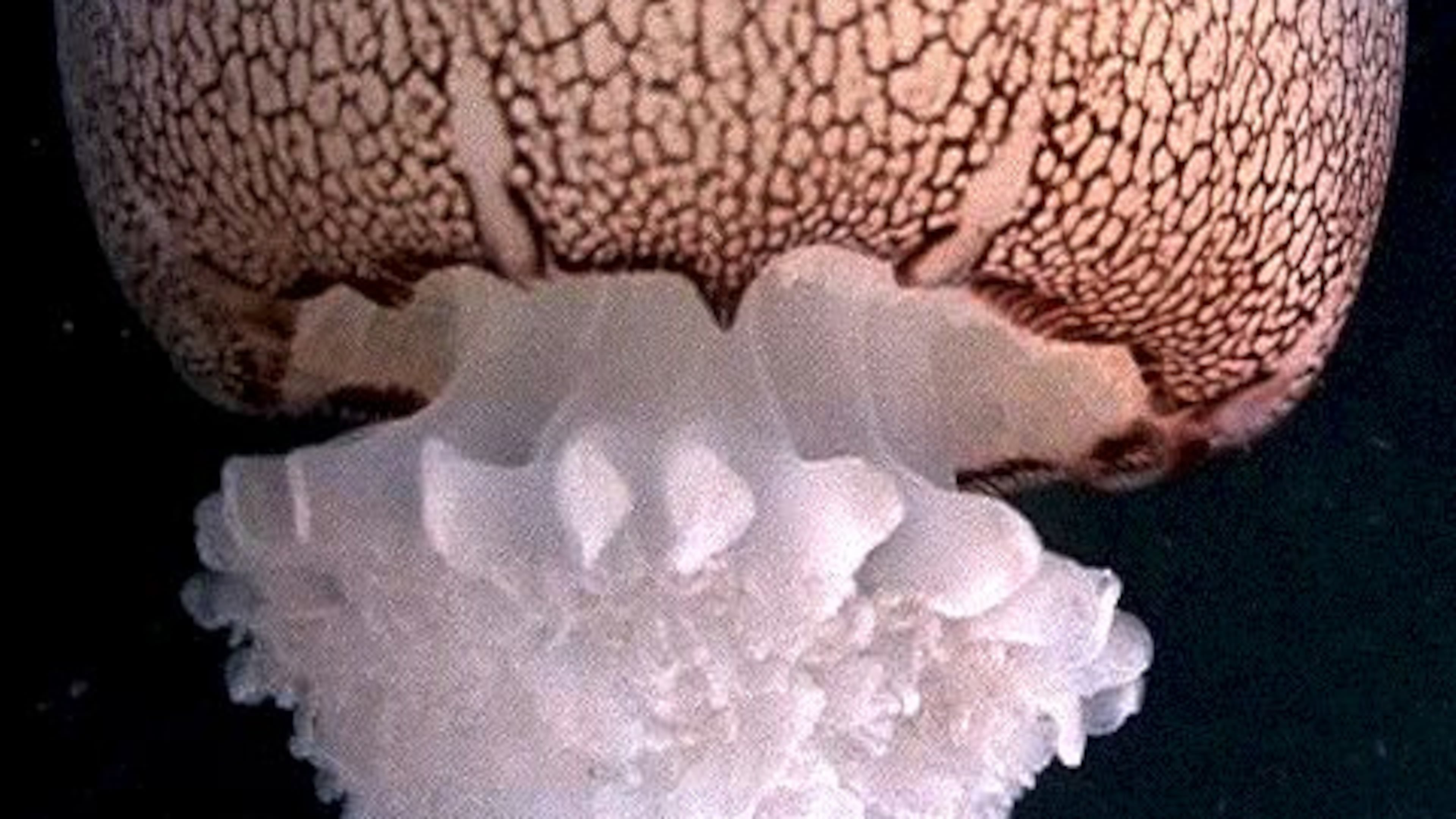 The cannonball is the most common jellyfish in Georgia's coastal waters. It occurs year round but is especially abundant during summer. (Photo: Dauphin Island Sea Lab/Wikimedia Commons)