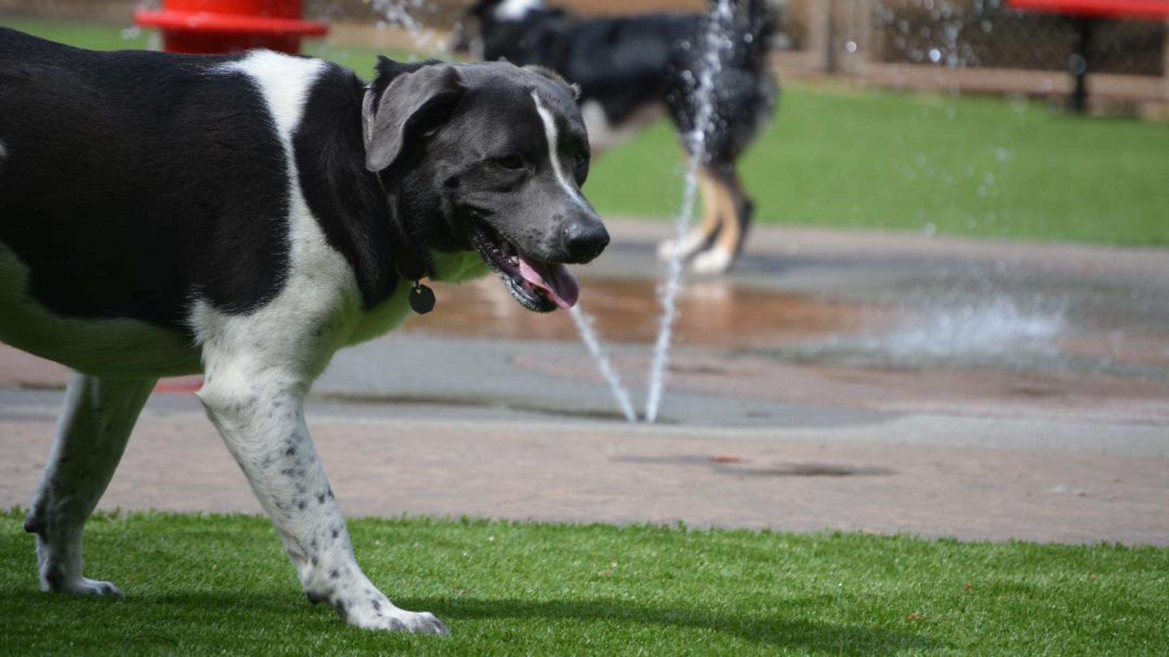 Dogs cool on the splash pad at the Newtown Dream Dog Park.
(Courtesy of Johns Creek Park and Recreation Department)