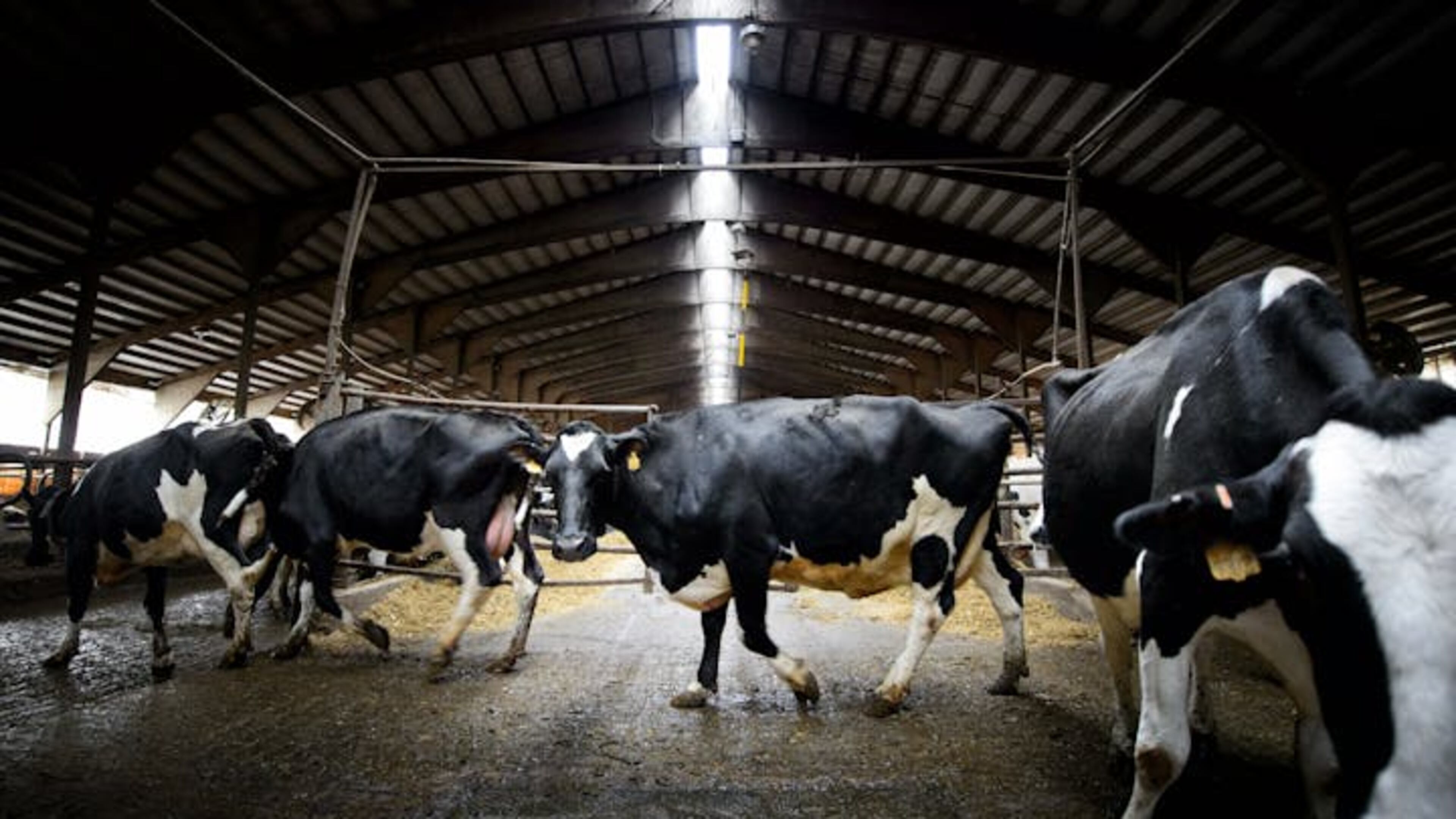 Cows return to their pens after a milking in central Minnesota. (Glen Stubbe/Minneapolis Star Tribune/TNS)