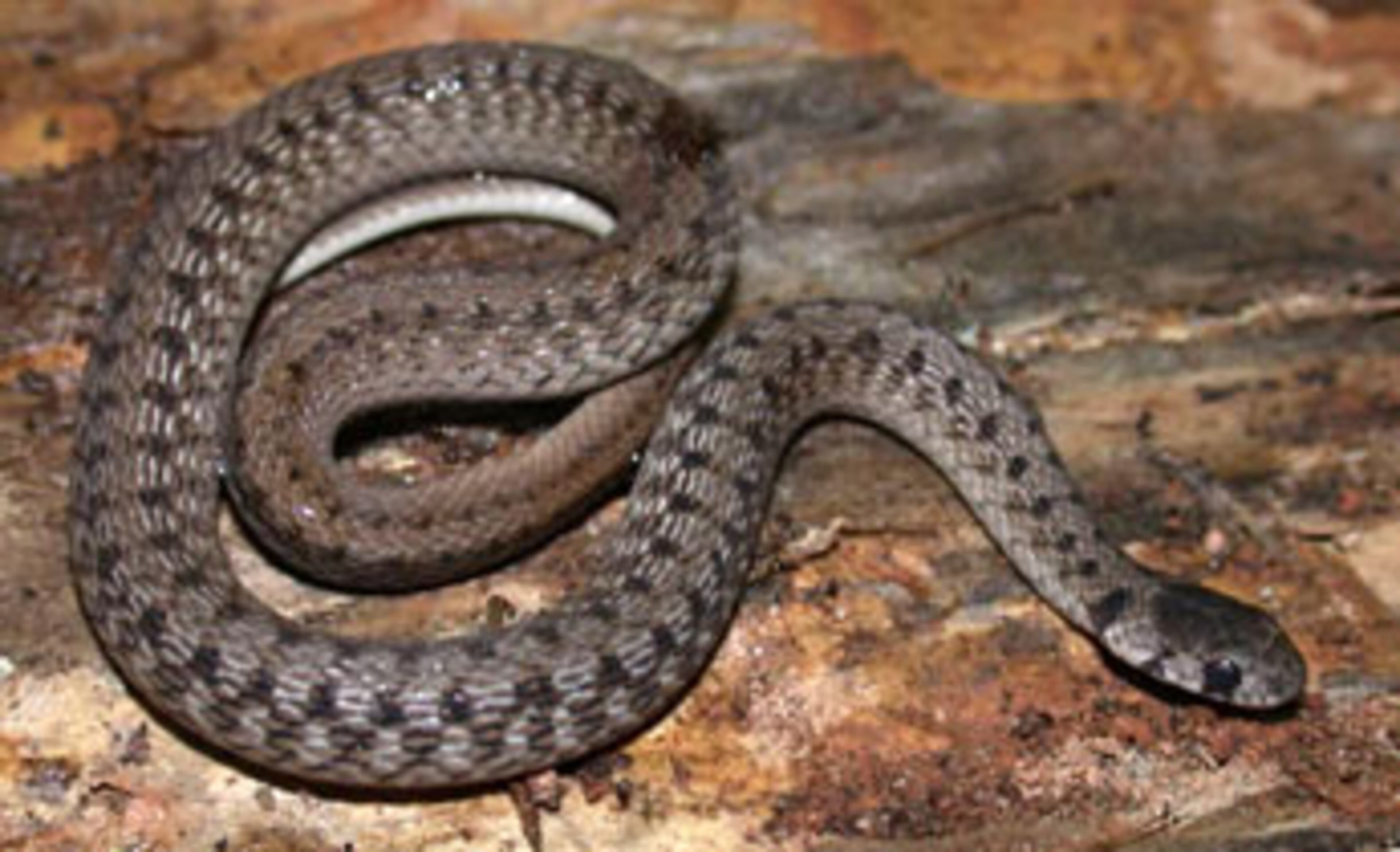 Odds are, you’ve come across a BROWN SNAKE while gardening or mowing the lawn or generally being outside in the spring and summer here in metro Atlanta. These shy, harmless snakes are unfortunately often mistaken for venomous copperheads and are killed. But brown snakes are interested mainly in snacking on slugs and earthworms. You’ll find them throughout the eastern US, excepting high elevations in the mountains. INFO BY: Glenn Thomas, University of Georgia – edited by J.D. Willson.