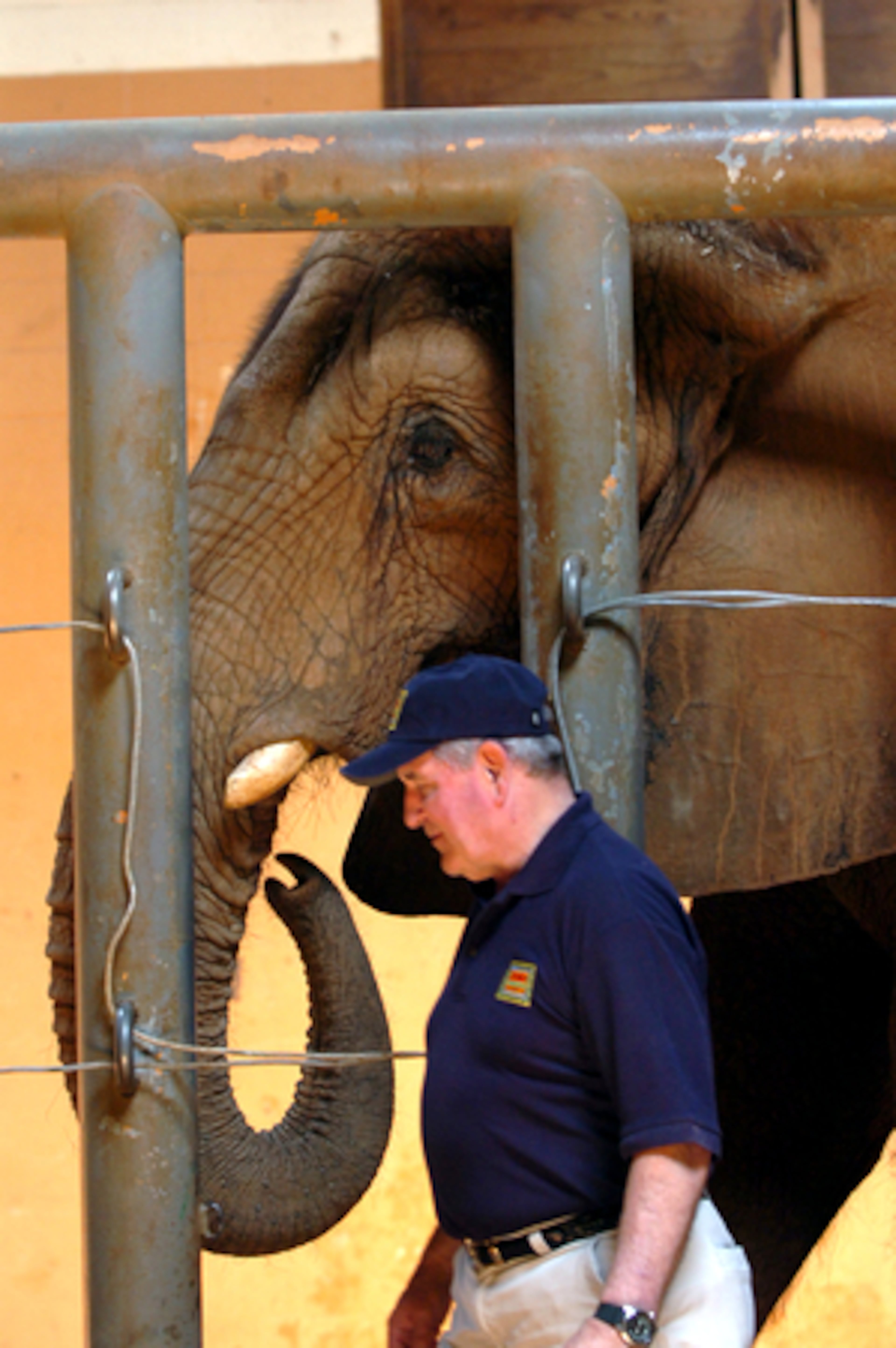 Gov. Sonny Perdue shown performing an ultrasound in May on Dottie, a 25-year-old African elephant at Zoo Atlanta. She was due to deliver in spring 2009, but has died suddenly.
