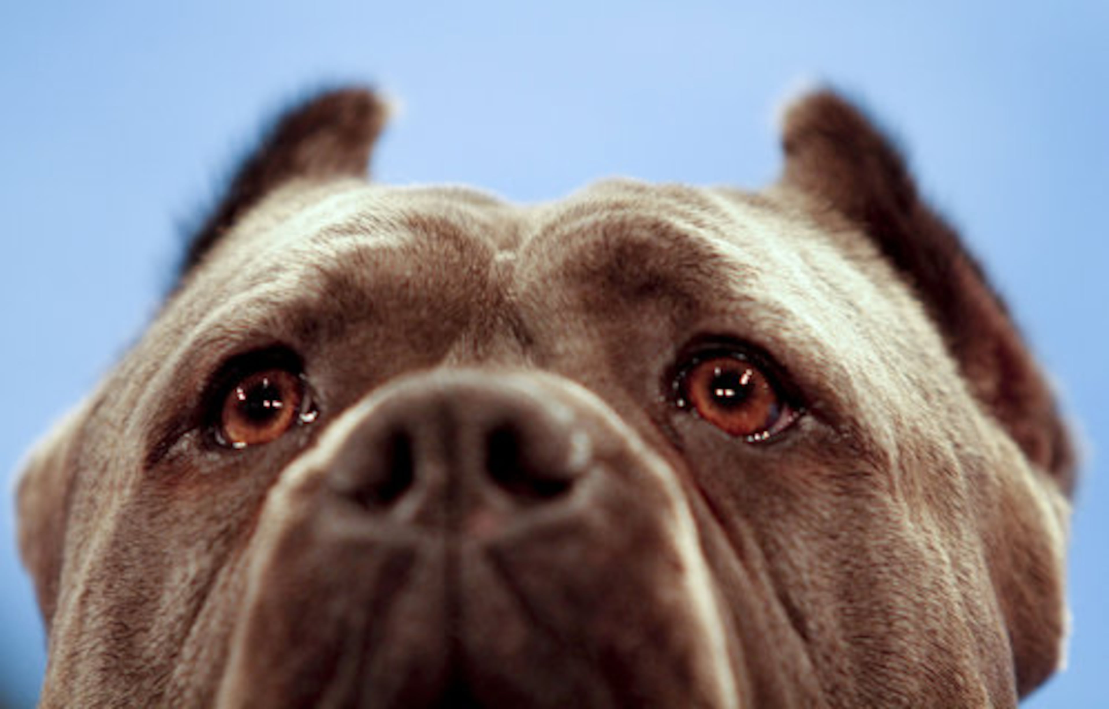 An Italian Cane Corsoi Mastiff named Cirino watches as he competes at the Tenth Annual AKC Eukanuba National Championship dog show.