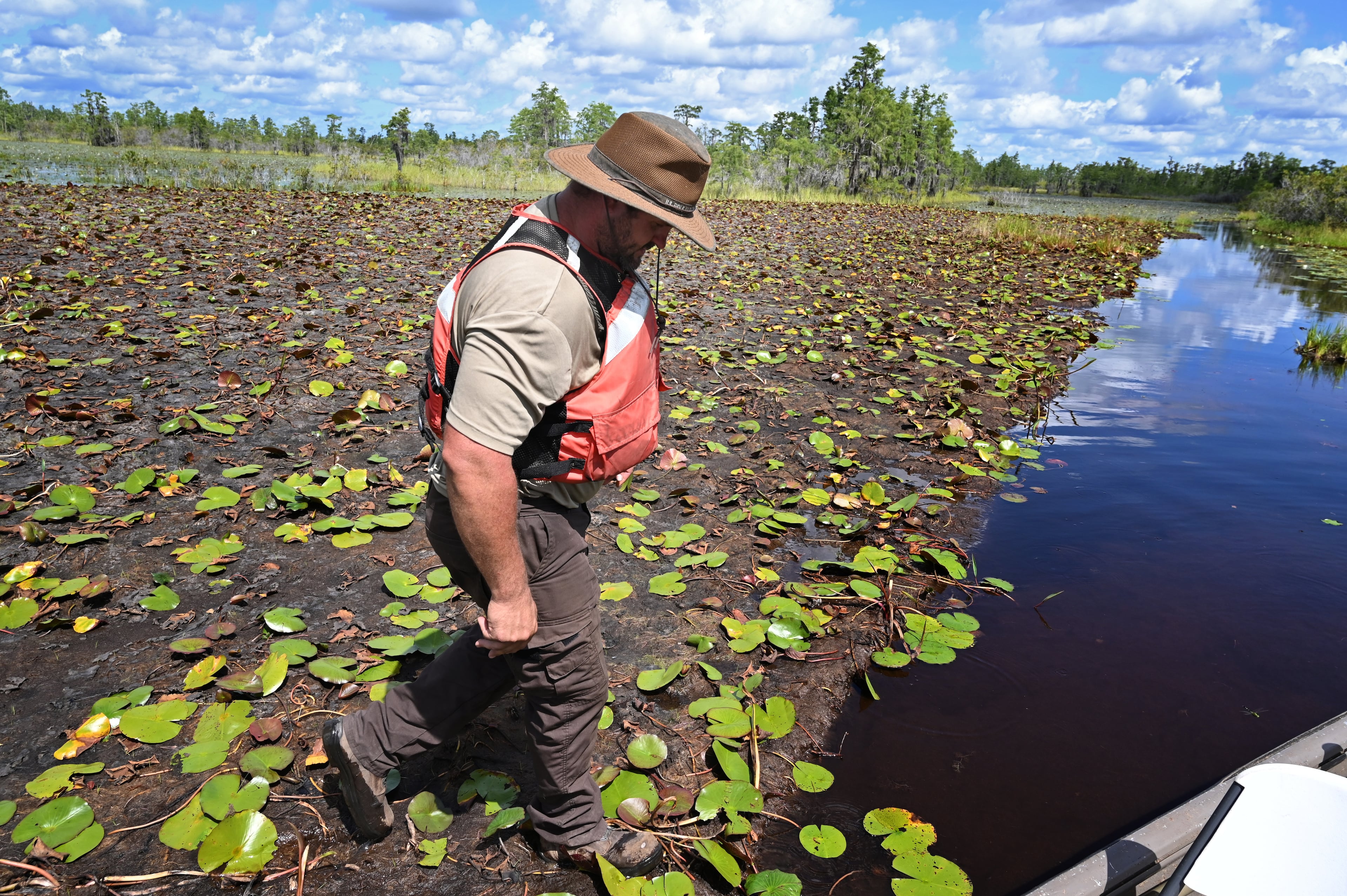 Zach Carter, a staff member at the Okefenokee National Wildlife Refuge, steps on a floating peat mat in the Okefenokee Swamp on Tuesday, August 12, 2025. (Hyosub Shin / AJC)