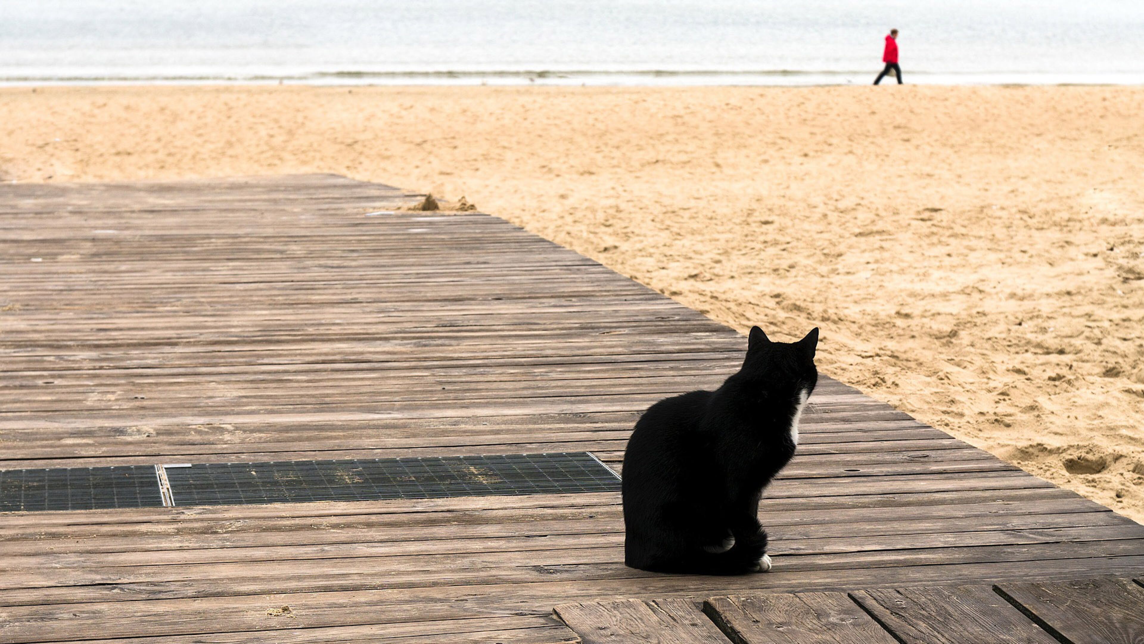 A Michigan family was shocked when their missing pet cat showed up thousands of miles away in Florida.