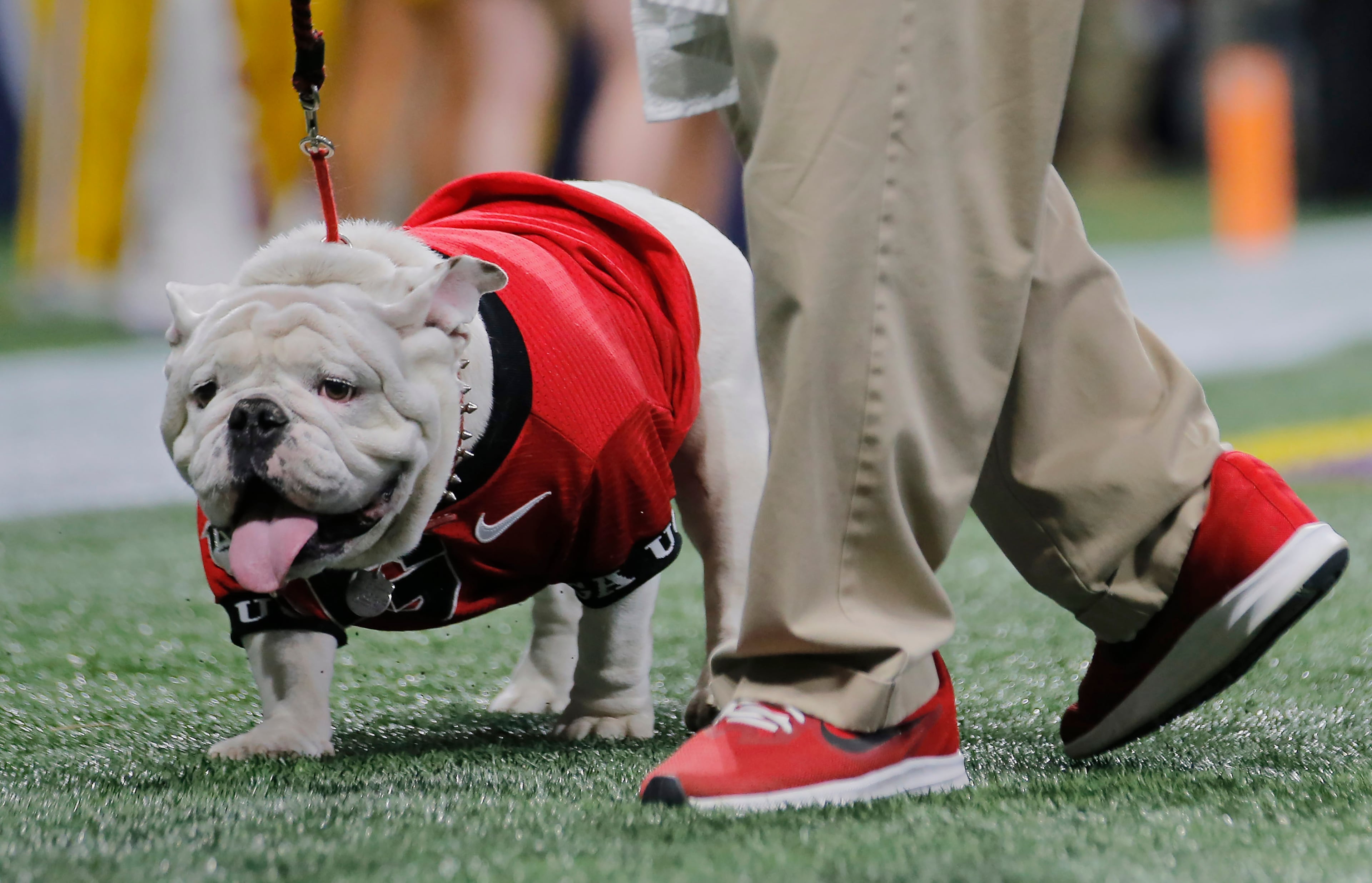 Uga the Georgia Bulldogs mascot is walked onto the field during the Georgia vs. LSU SEC Football Championship game at Mercedes-Benz Stadium in Atlanta. Alyssa Pointer / alyssa.pointer@ajc.com