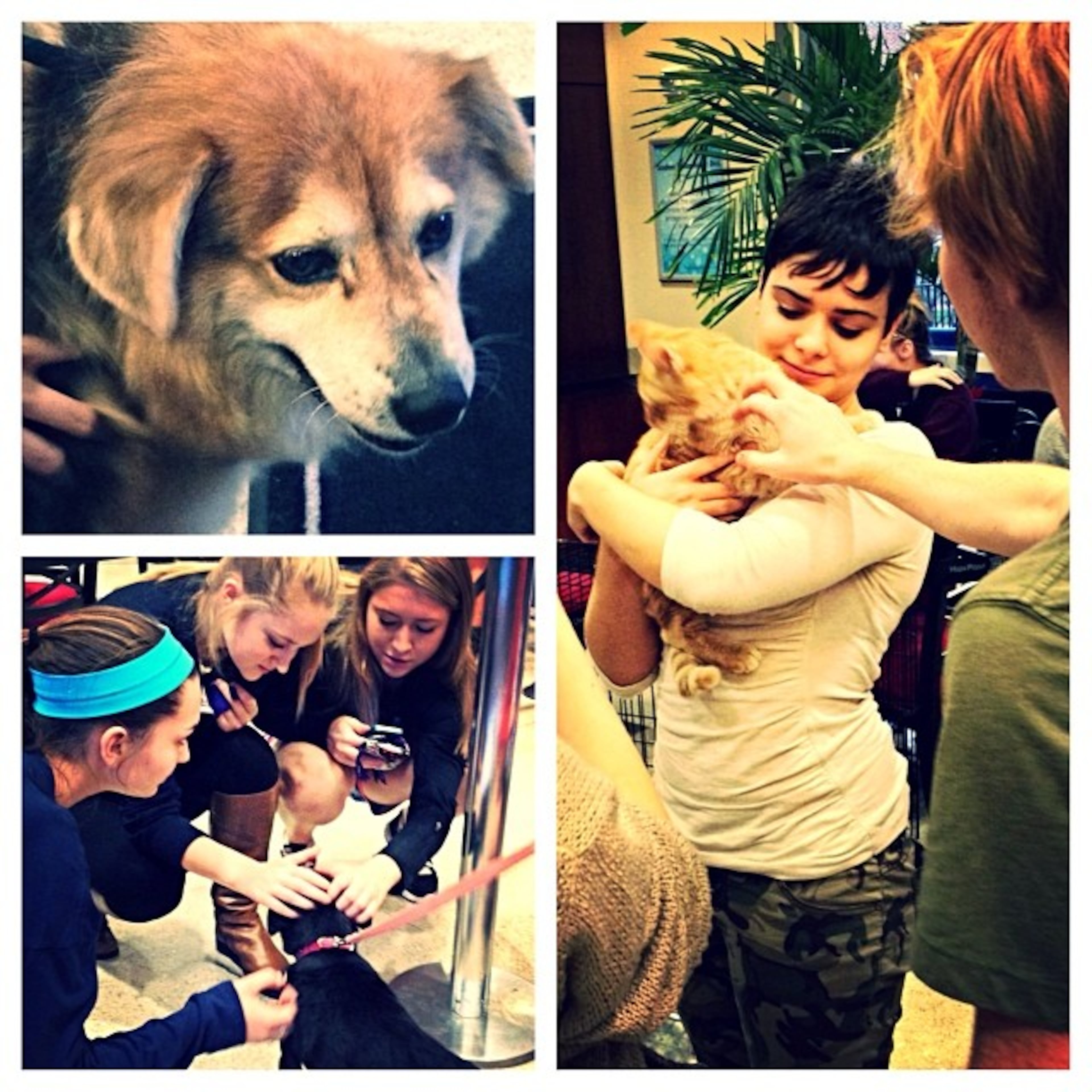 Did somebody say PUPPIES? Thanks to the Class of 2017 students are relieving stress during exams!