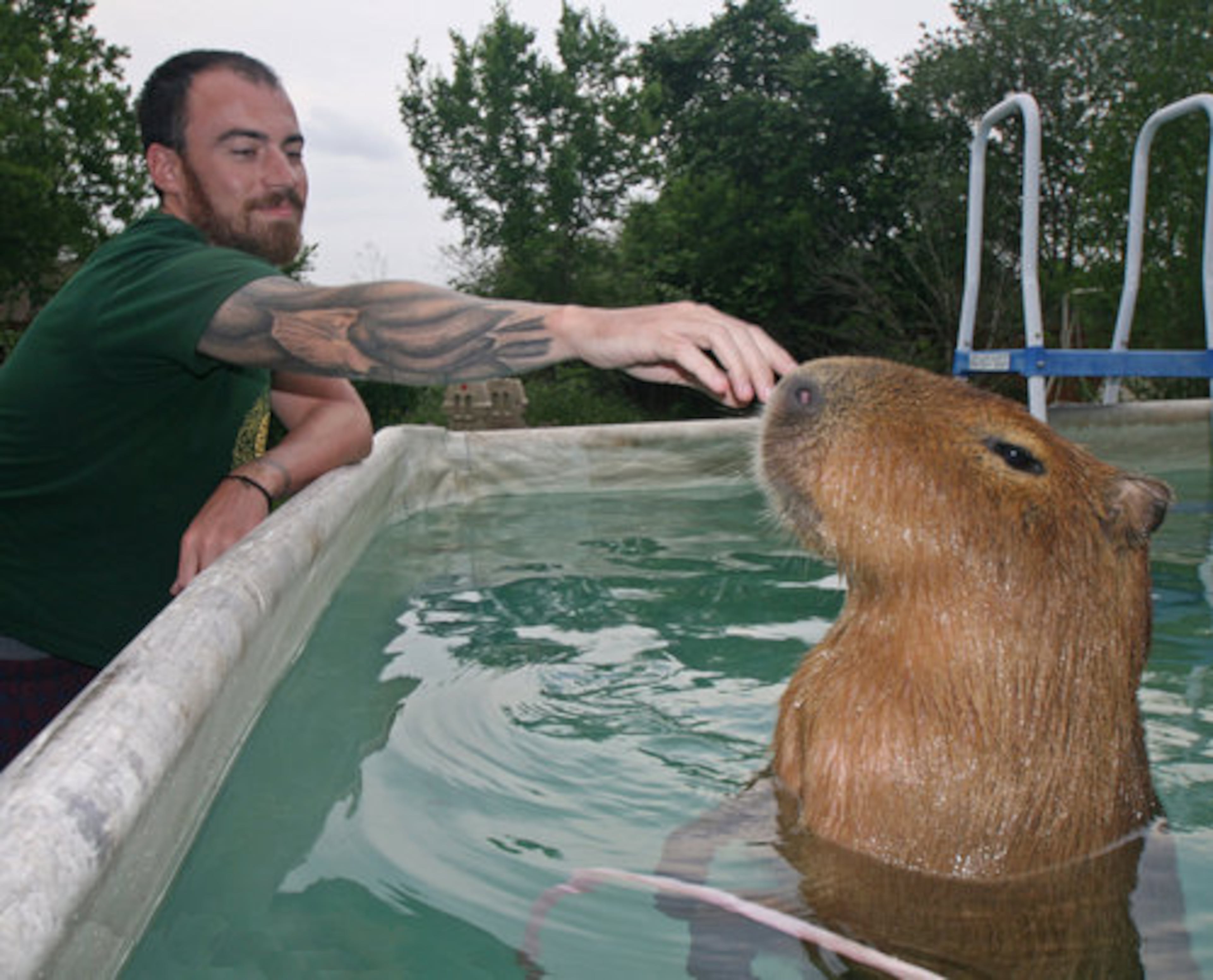 This photo released by Melanie Typaldos shows her son-in-law Carl Johnson III petting Caplin her pet capybara as it enjoys a splash in the pool.