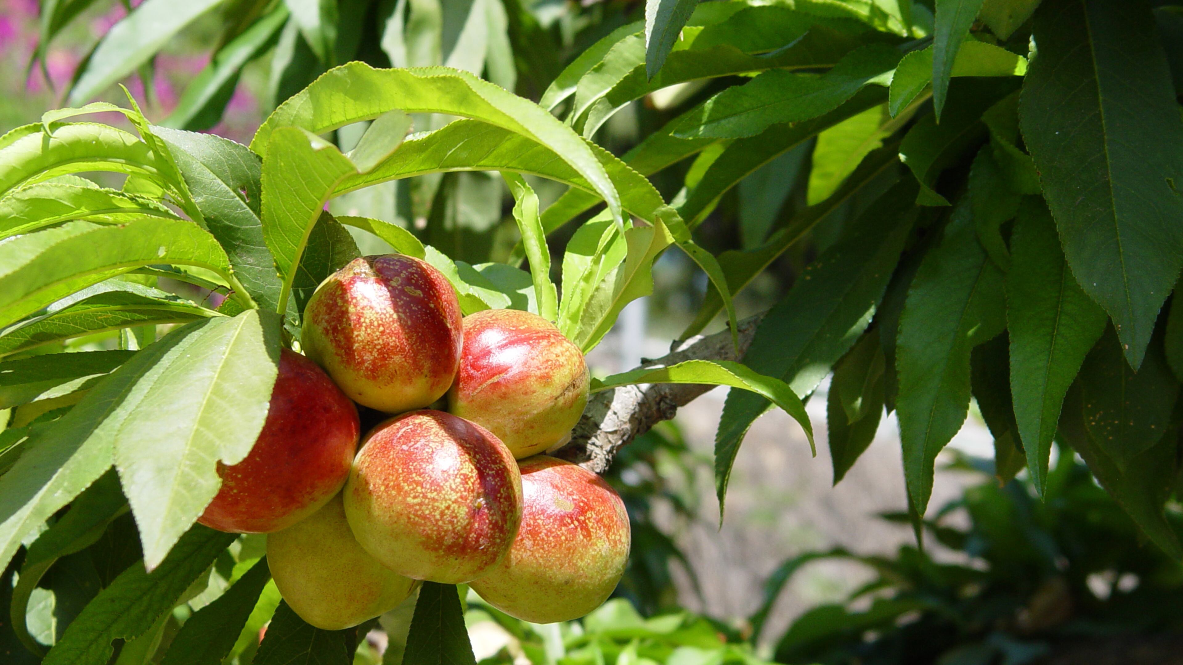 To ensure fruit, your tree must flower when the bees fly uninterrupted by rain, freezing or late snows. (Handout/TNS)