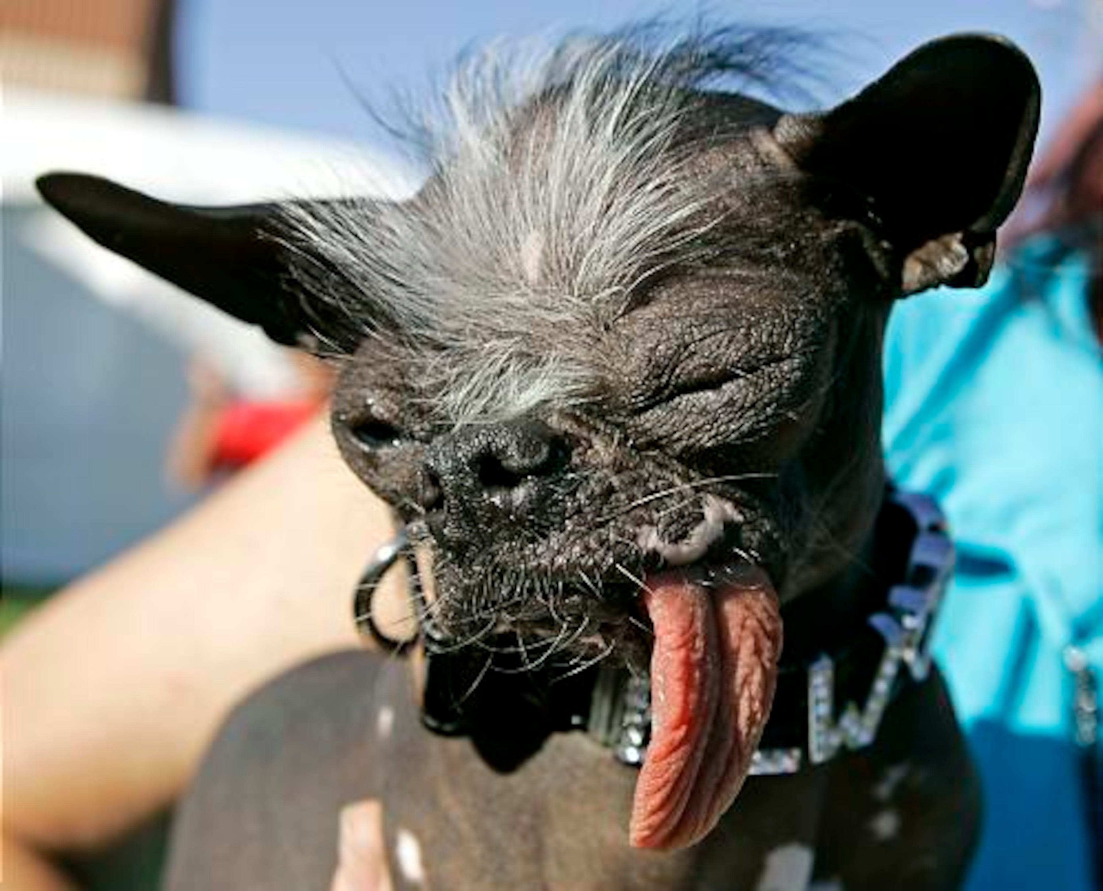 Elwood, a 2-year-old Chinese Crested and Chihuahua mix, was crowned the world's ugliest dog last June, a distinction that delighted the New Jersey mutt's owners.