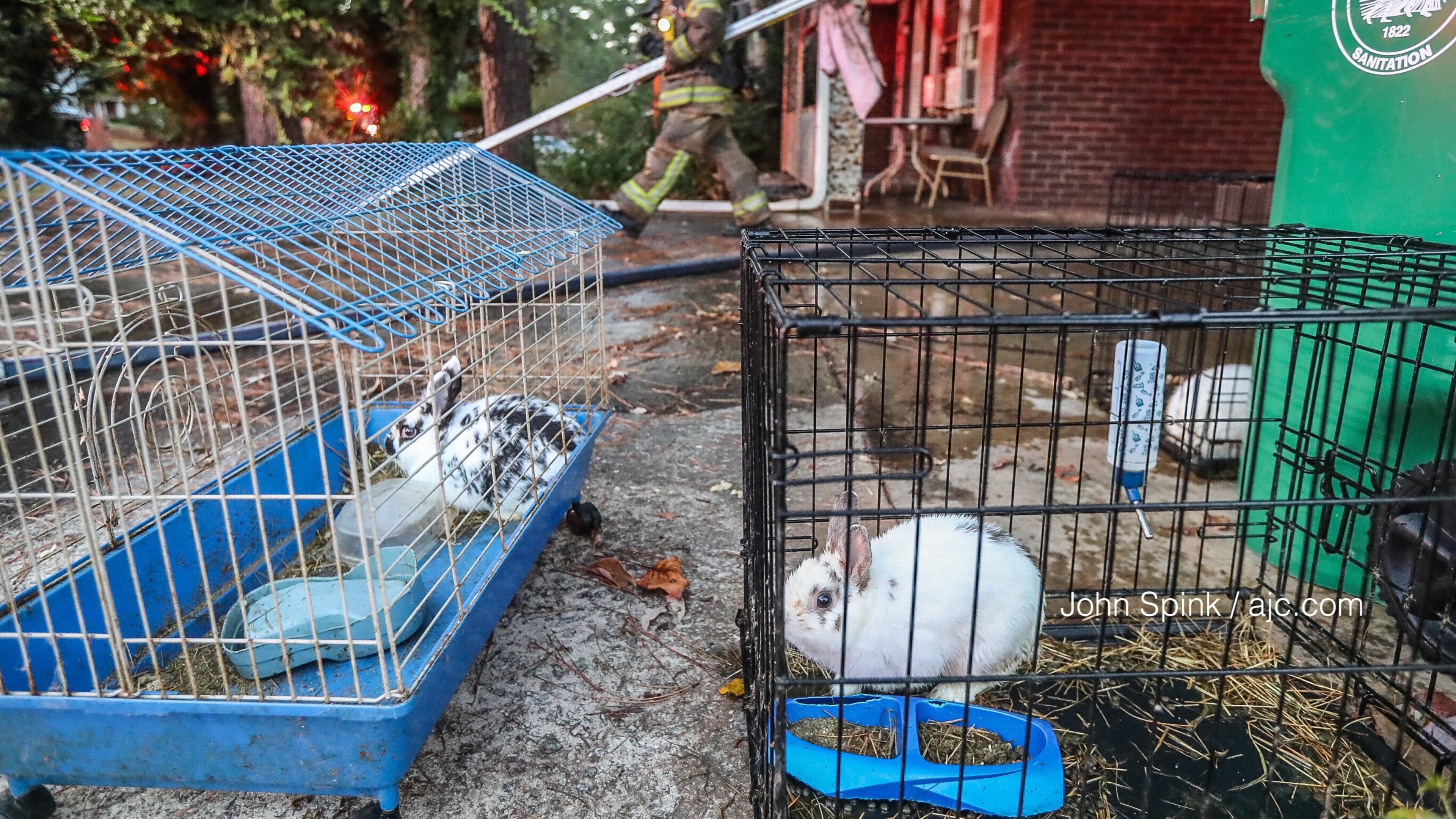 Six rabbits and several other pets were rescued from a house fire in Decatur early Monday morning. JOHN SPINK / JSPINK@AJC.COM