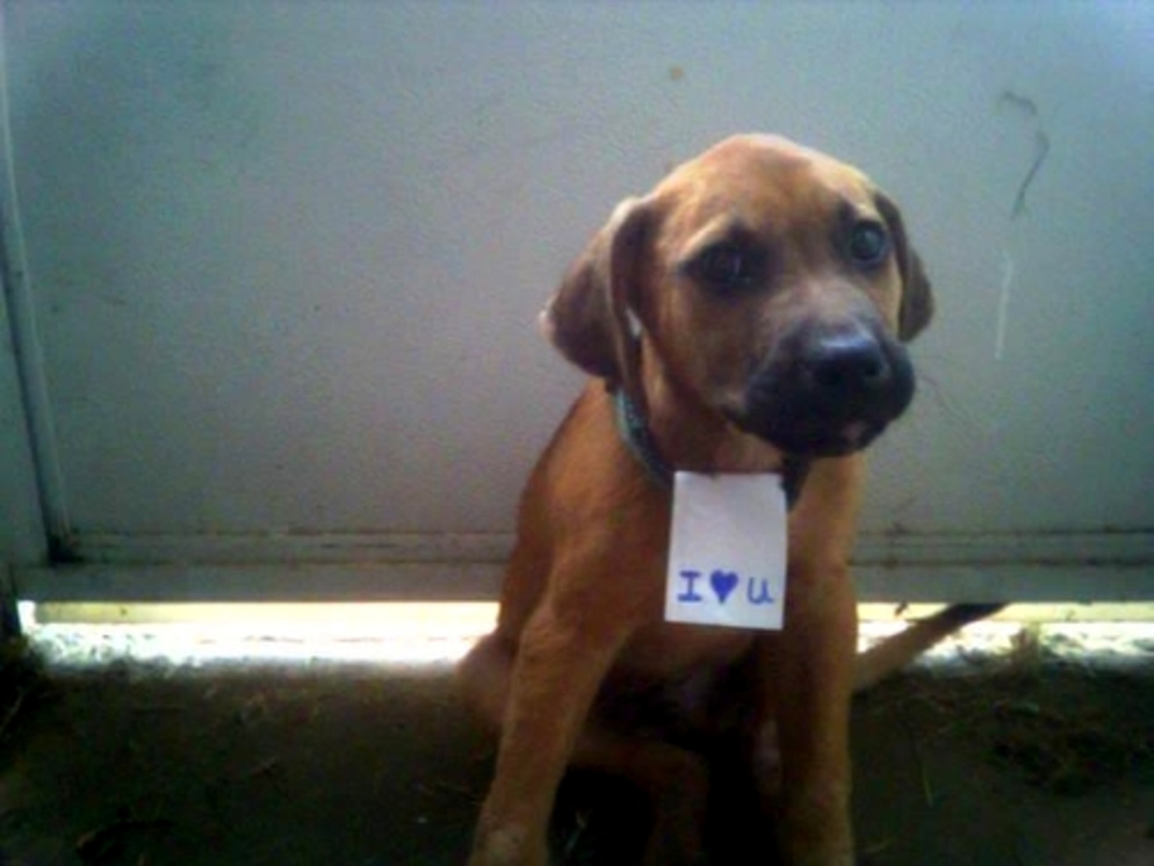 Name: Jackpot Nickname: Jack Breed: Unknown Age: Unknown, we found him hiding in our shrubbery last summer. I put the tag on him when I was showing him around, trying to give him away. He's now our 90-pound lap puppy.