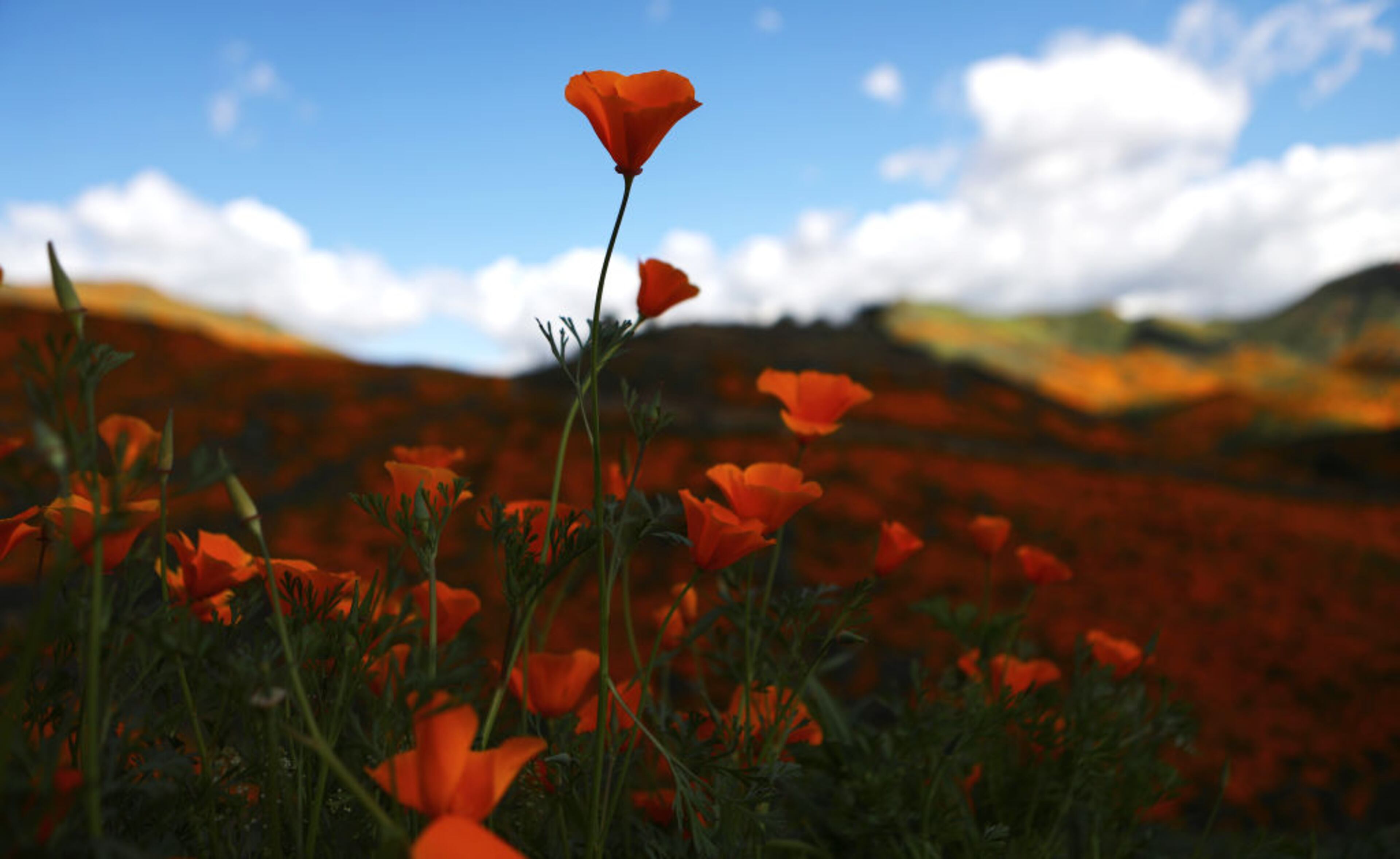 LAKE ELSINORE, CALIFORNIA - MARCH 12: A âsuper bloomâ of wild poppies blankets the hills of Walker Canyon on March 12, 2019 near Lake Elsinore, California. Heavier than normal winter rains in California have caused a âsuper bloomâ of wildflowers in various locales of the state. (Photo by Mario Tama/Getty Images)