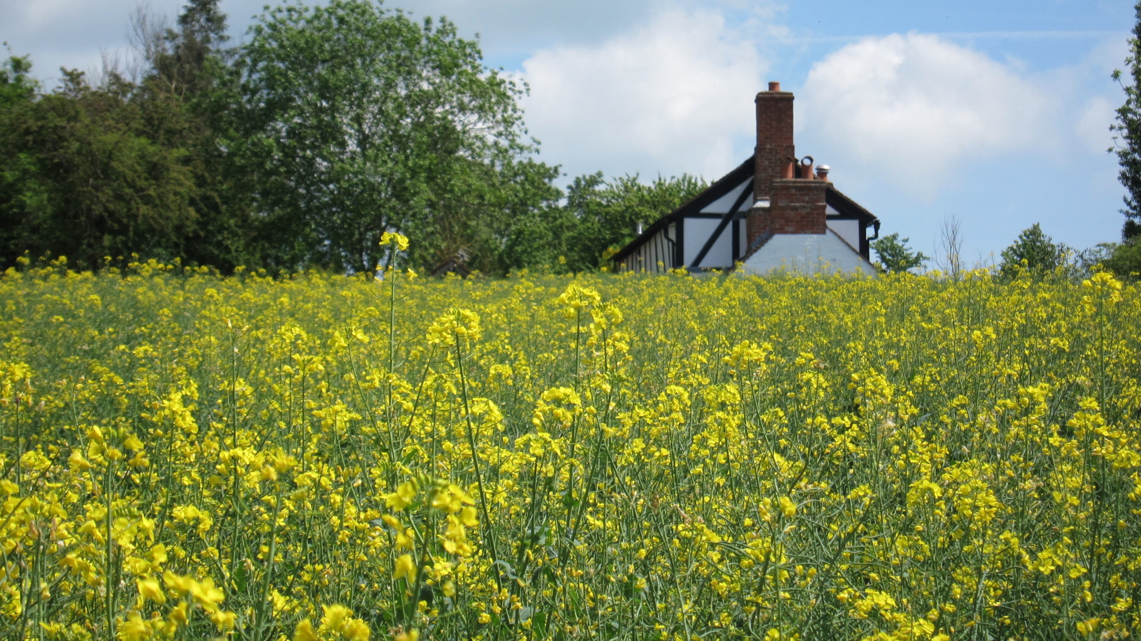 This May 24, 2017 photo shows Little Iddens, the cottage where the American poet Robert Frost lived in the summer of 1914 as part of a writers' colony centered on the English village of Dymock. It is seen across a field of oilseed rape, on the path between the cottage and a nearby farmhouse where his close friend Edward Thomas stayed for a while during the same period. (AP Photo/Jerry Harmer)