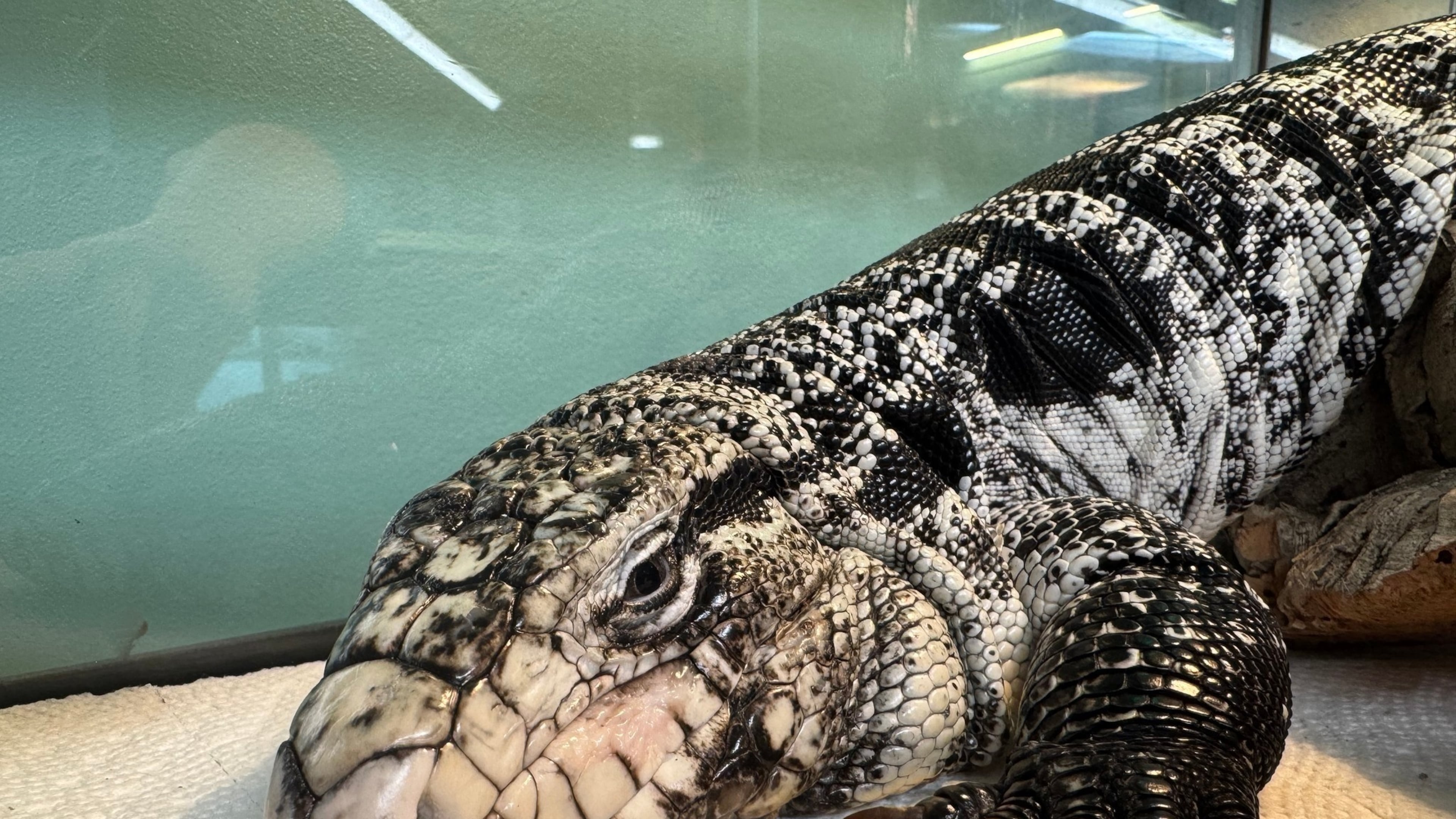 This photo provided by the New England Wildlife Center shows a tegu lizard which was found buried in snow in Providence, R.I., in late January 2025. (New England Wildlife Center via AP)